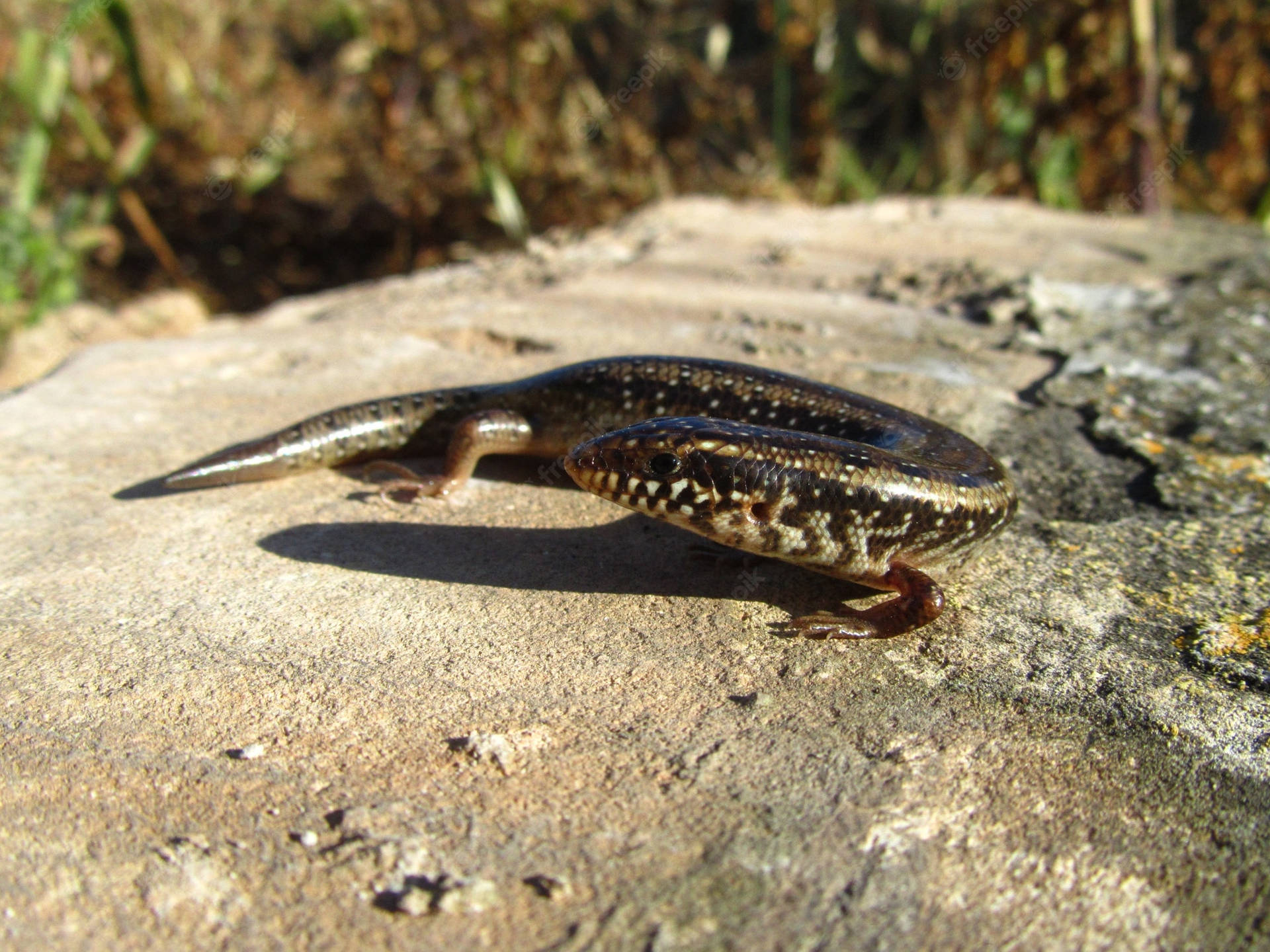 Slender Ocellated Ground Skink Crawling On The Ground Background