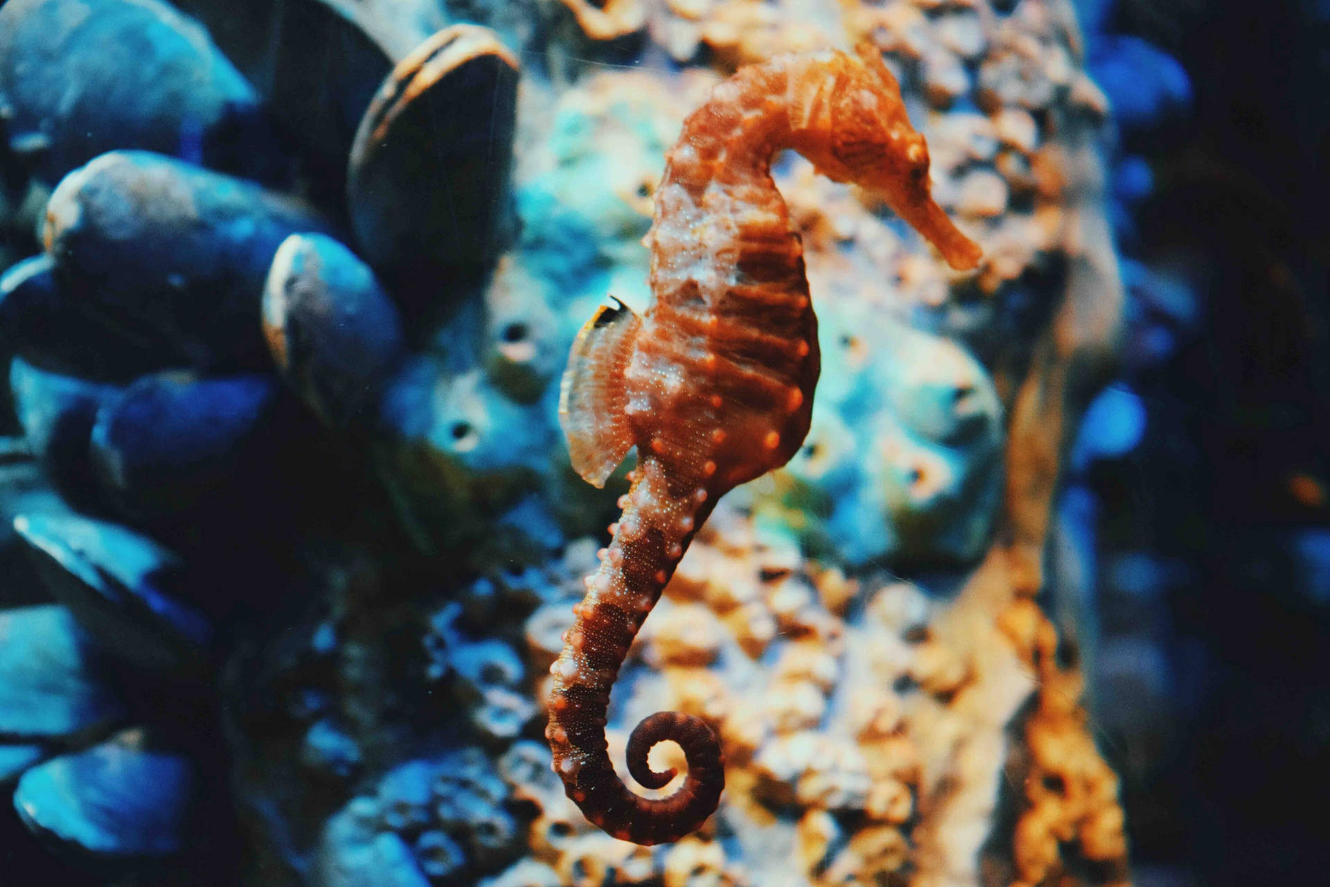 Slender Orange Seahorse Background