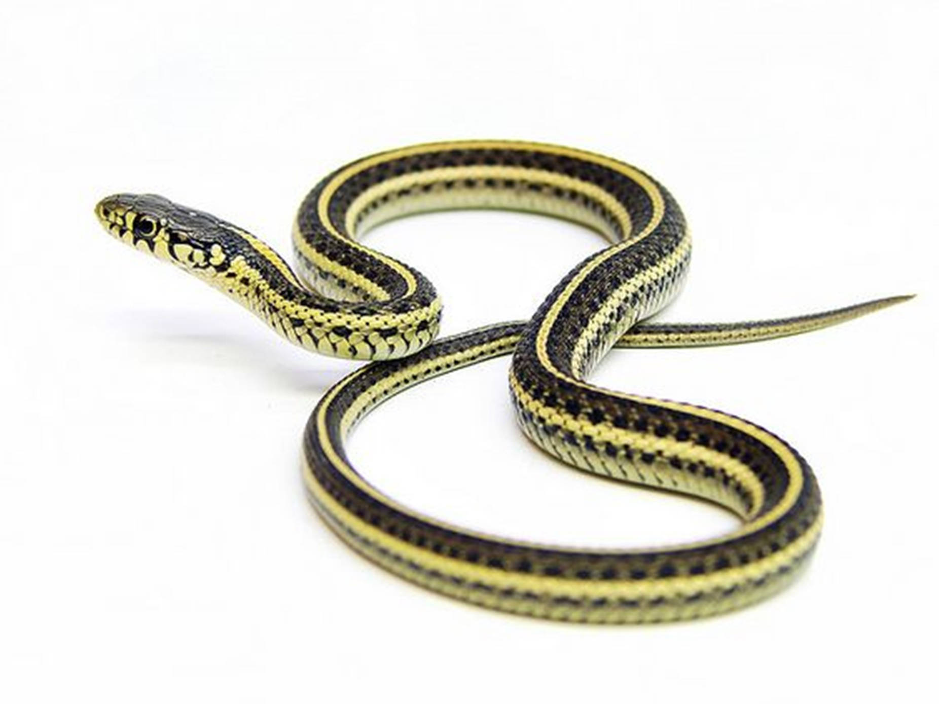 Slender Plains Garter Snake In Natural Habitat Background