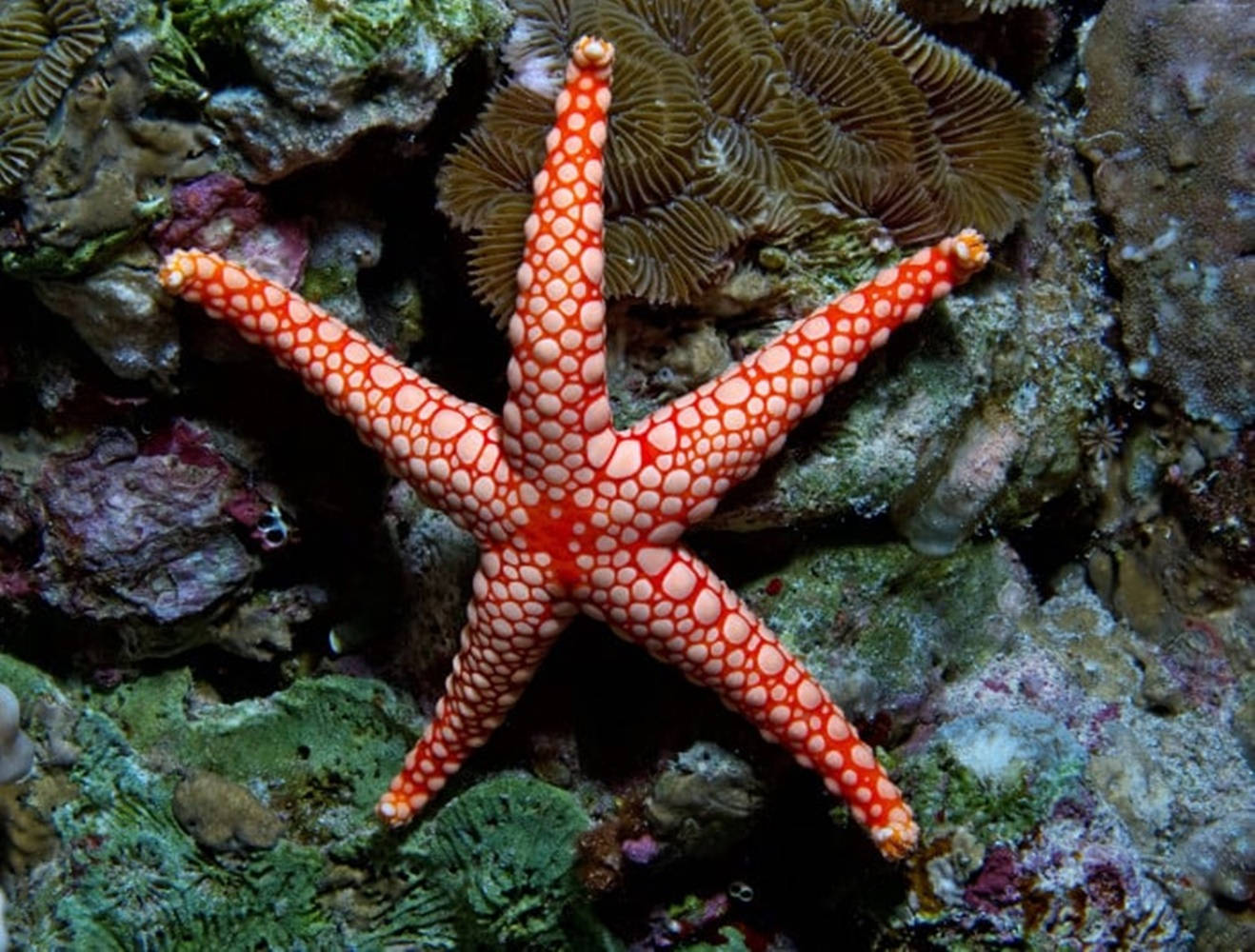 Slim Red Starfish Background