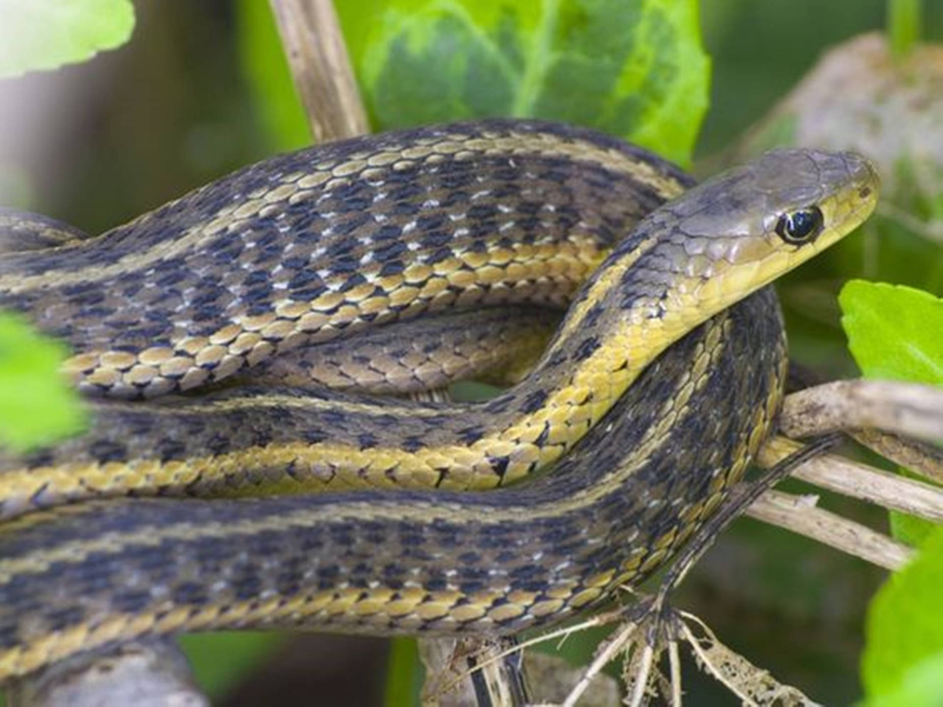 Slithering Eastern Garter Snake Background