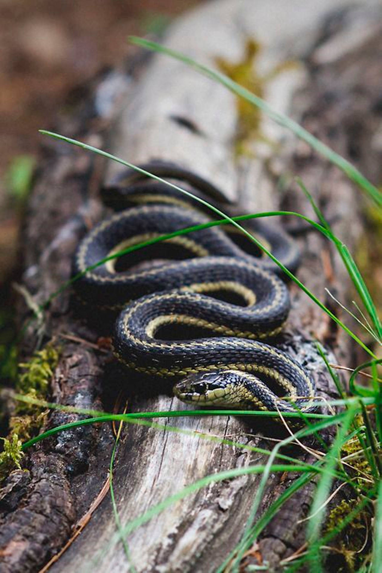 Slithering Northwestern Garter Snake Background