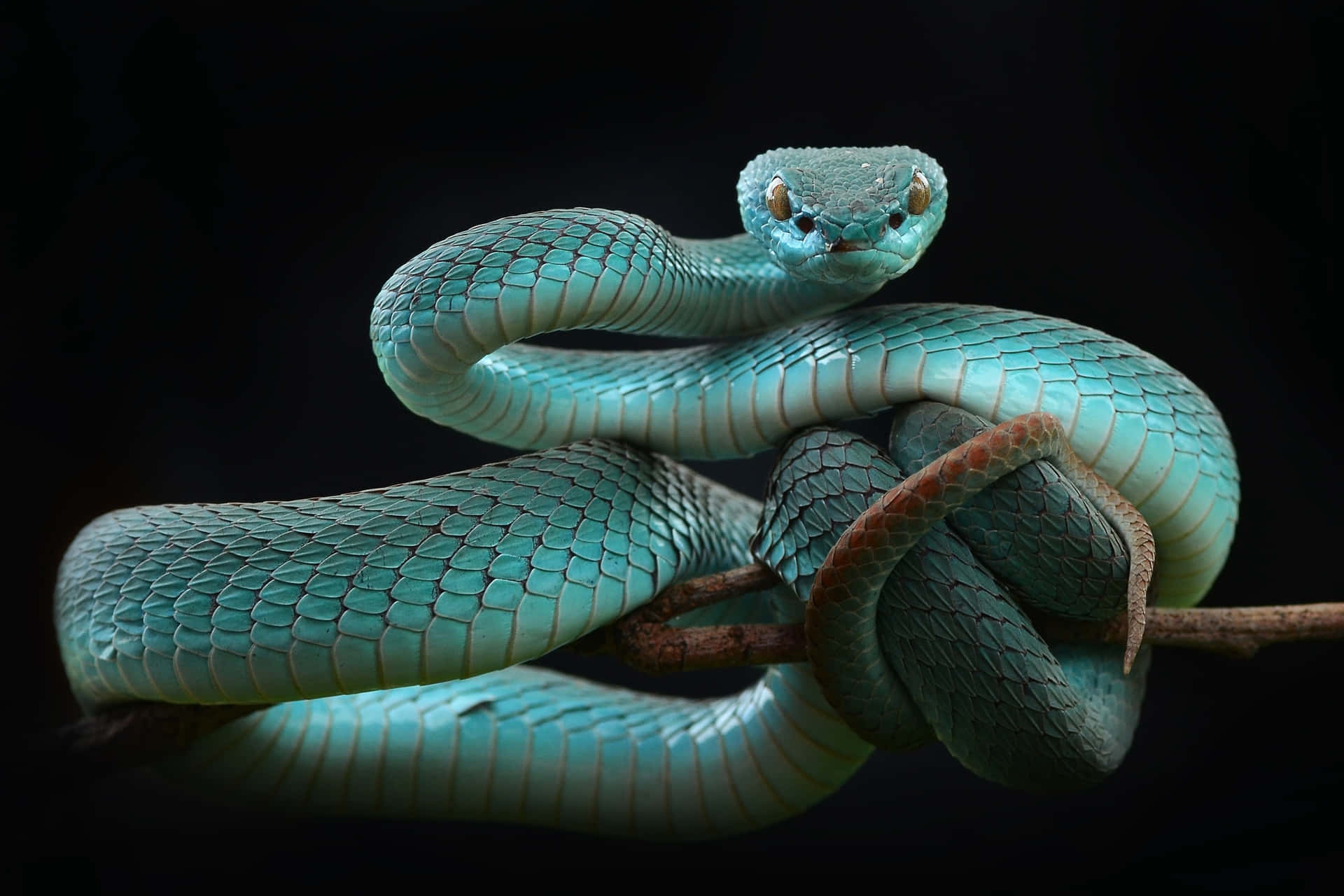 Slithery And Stylish - A Cool Snake Background