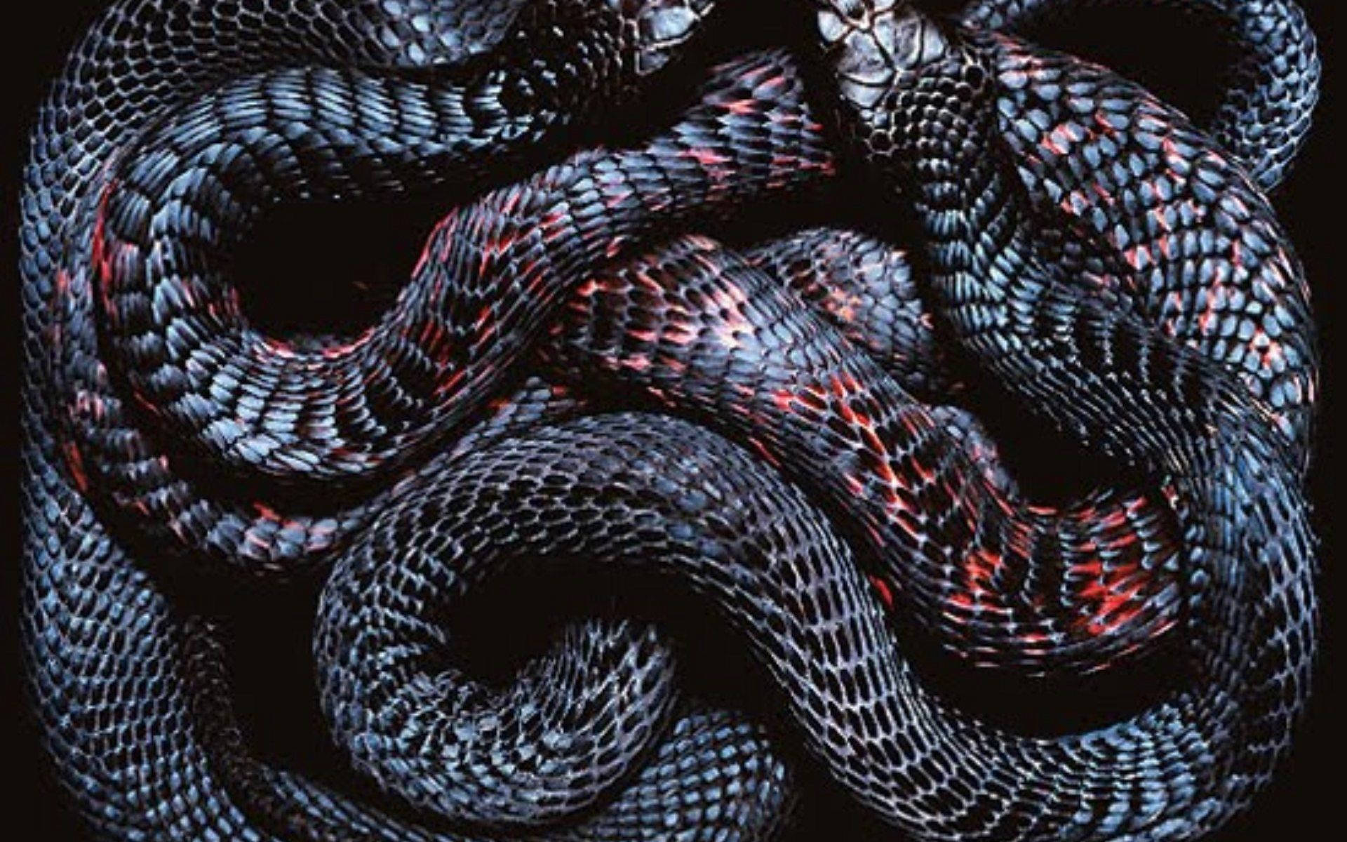 Slithery Scaled Snakes Background