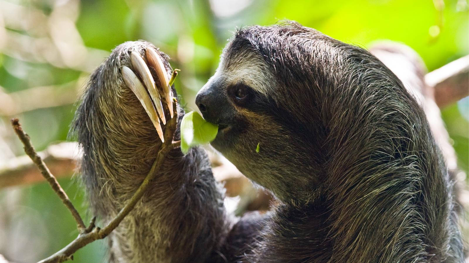 Sloth Eating A Leaf Background