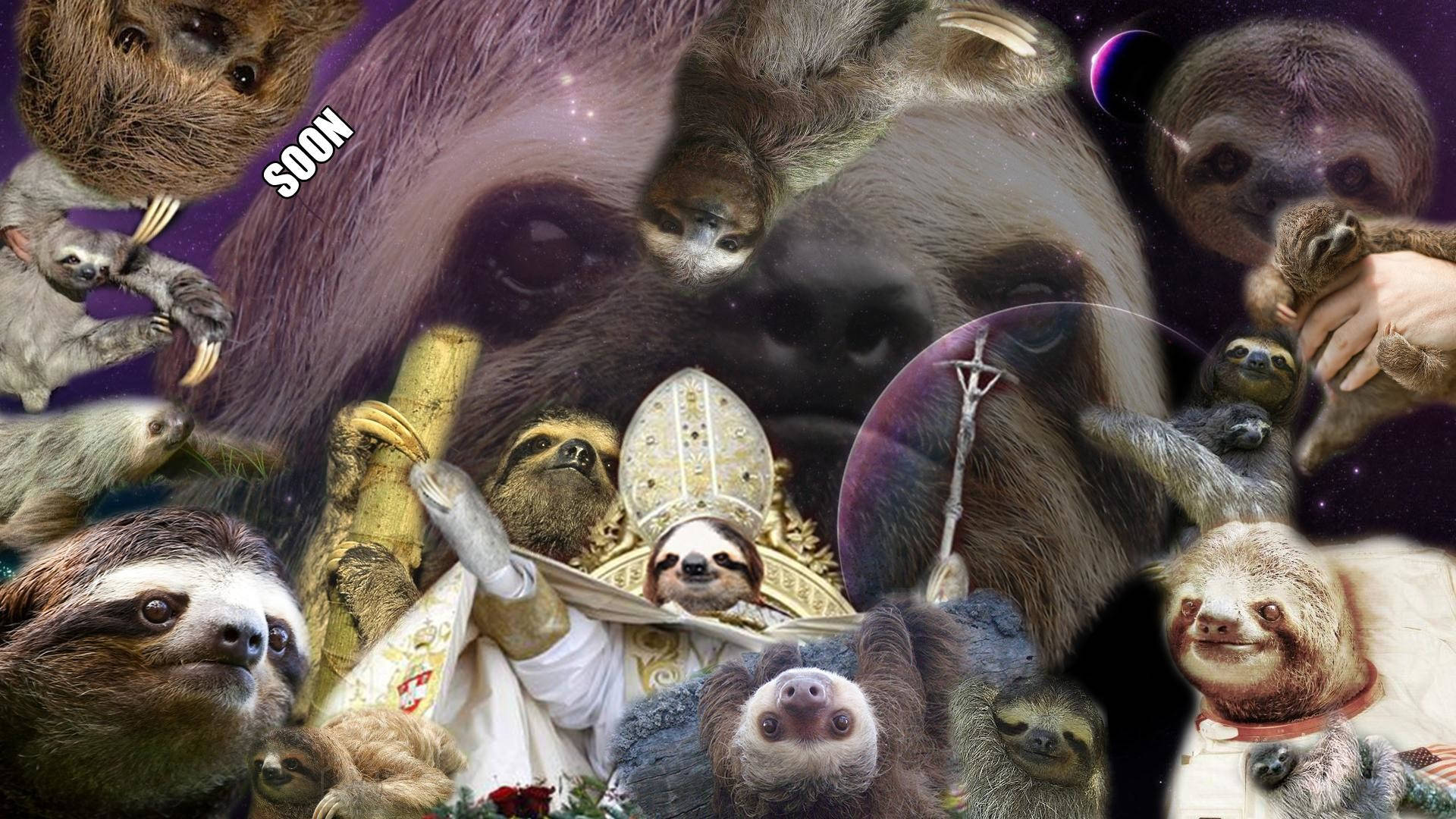 Sloths Soon 1080p Hd Desktop Background