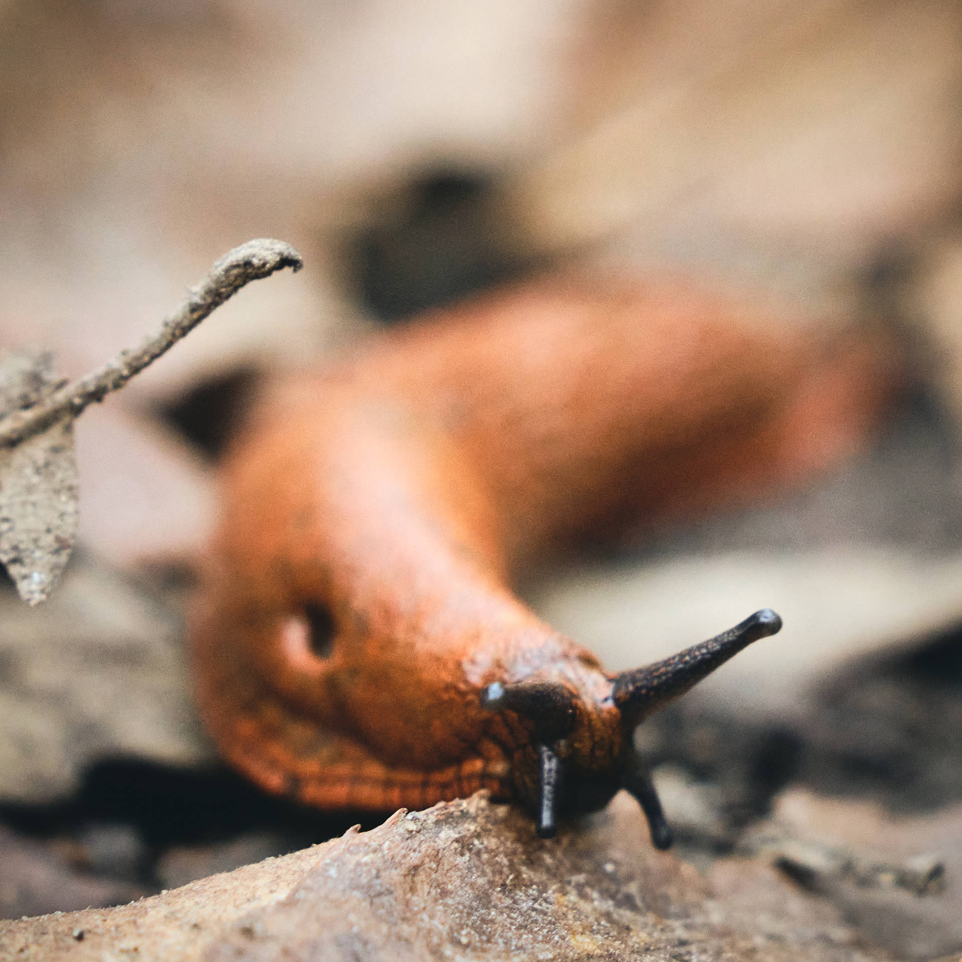 Slovakia Forest Slug