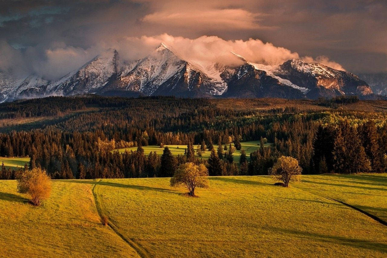 Slovakia Forest Trees And Mountain Background