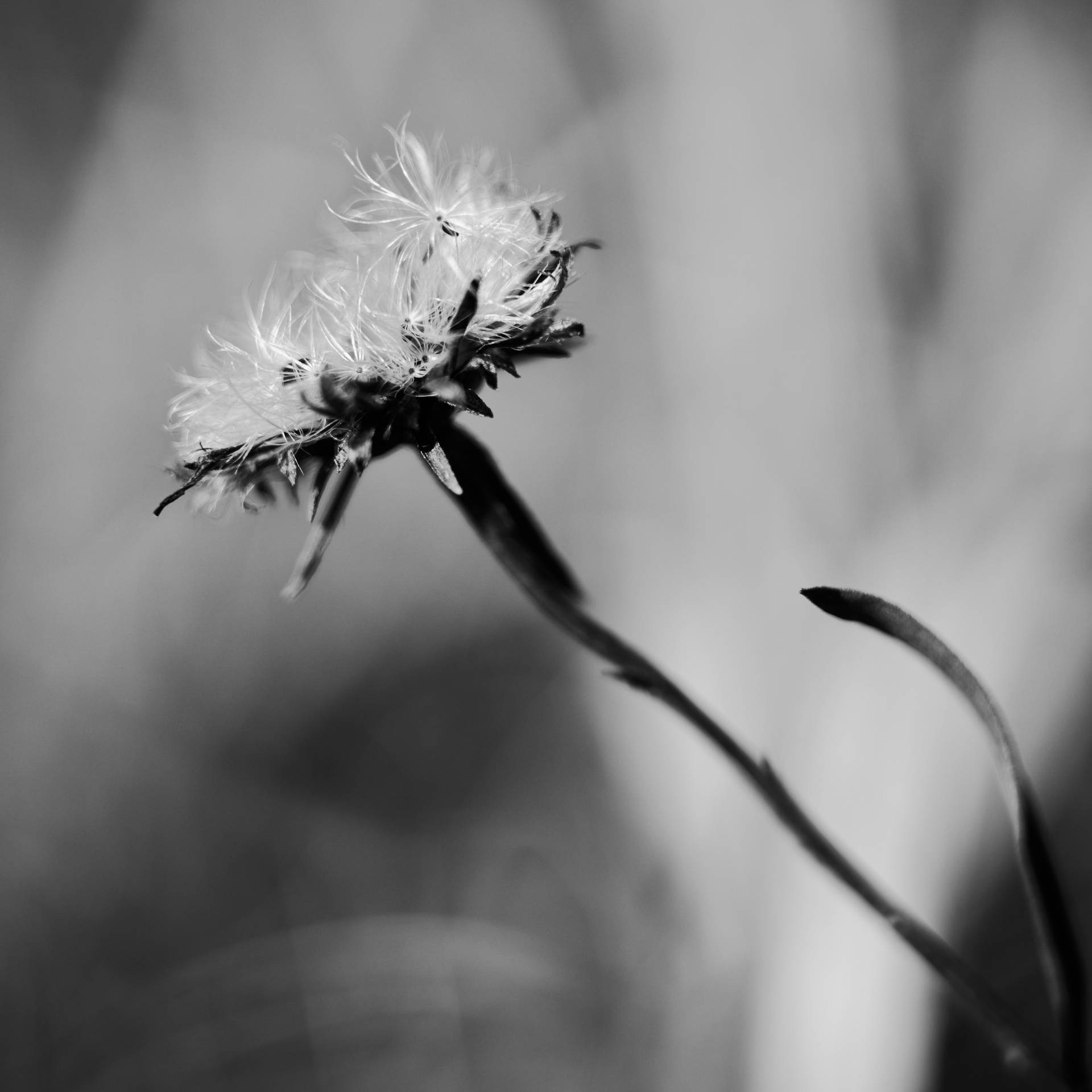 Slovakia's Dandelion Flower Background