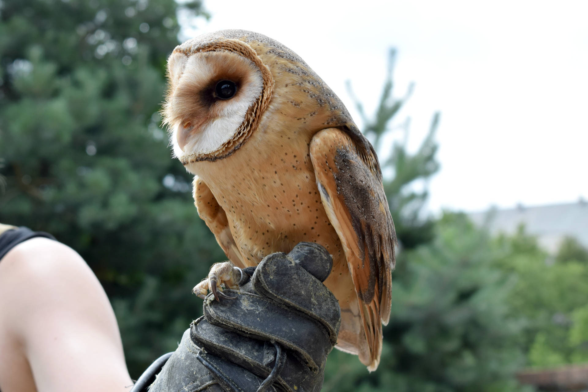 Slovakia's Wild Owl