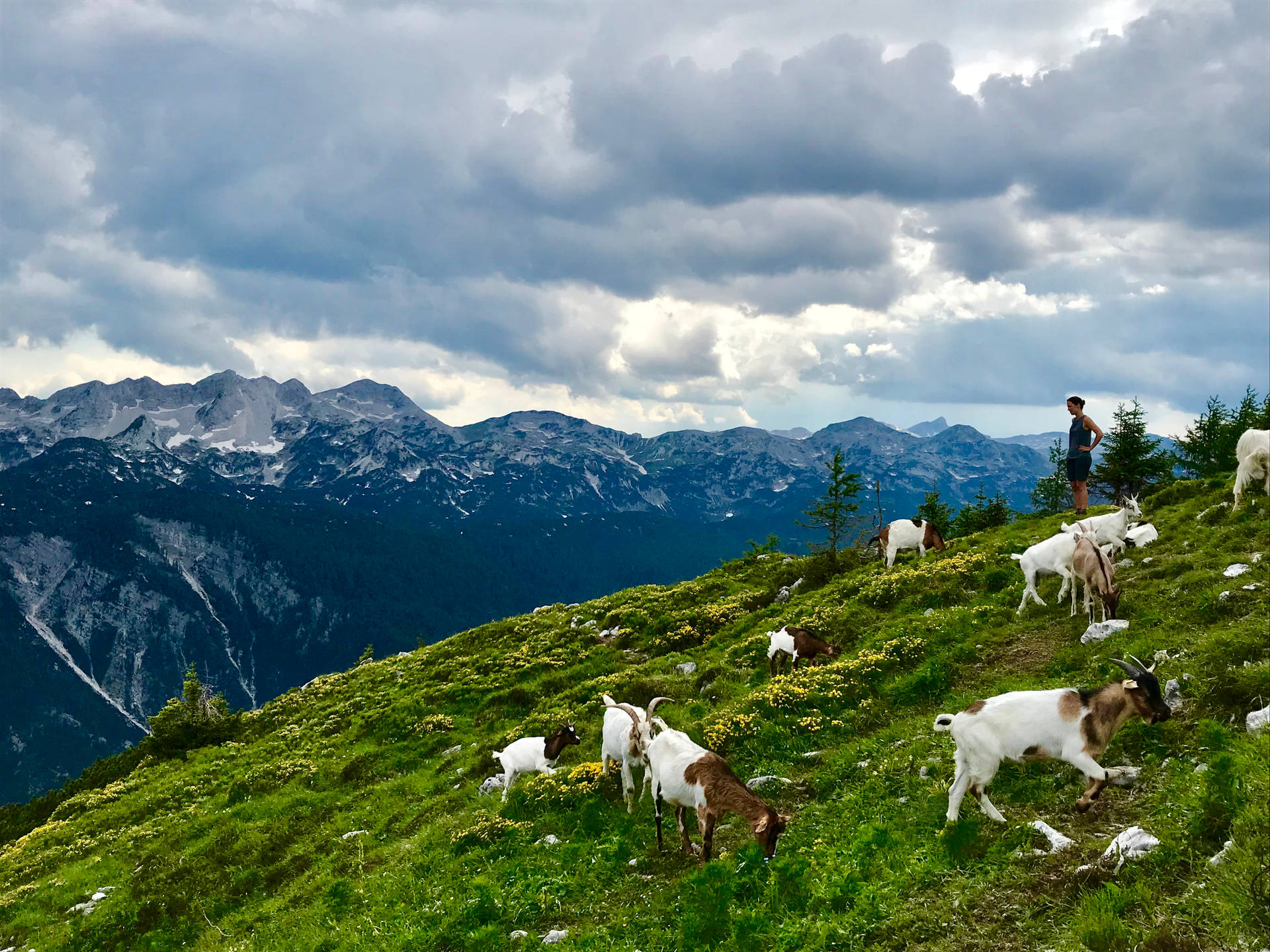 Slovenia Goats On Mountains Background