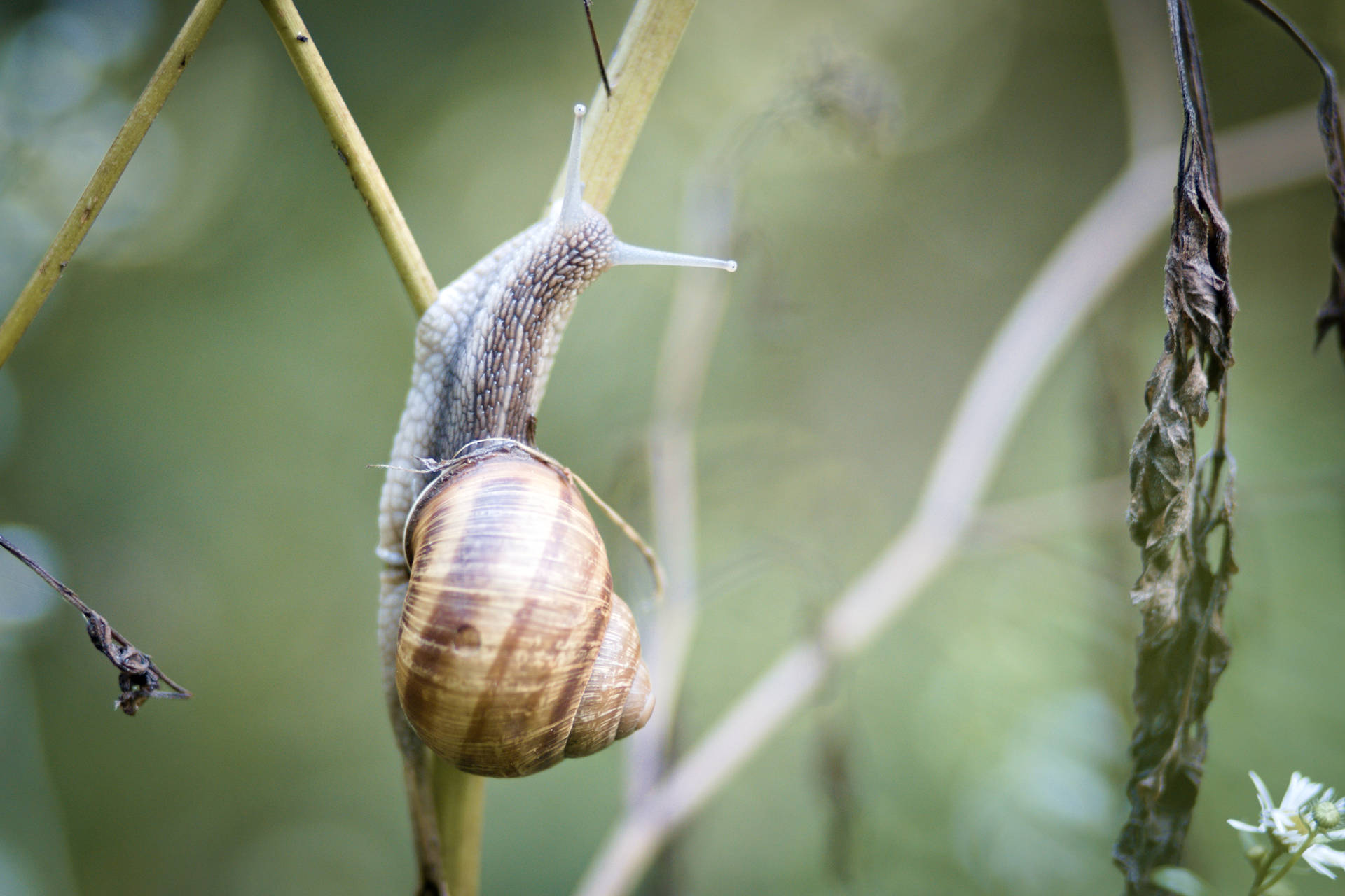 Slow Stroll On The Green Leaf