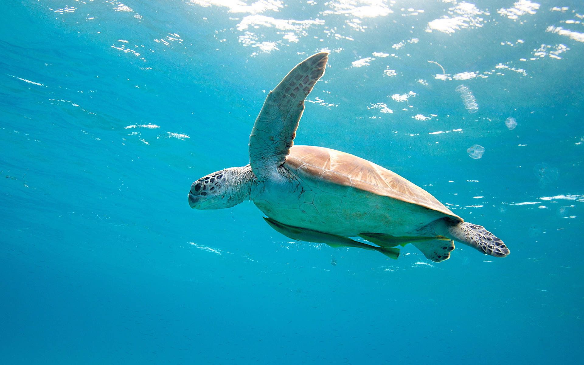 Slowpoke Sea Turtle Underwater