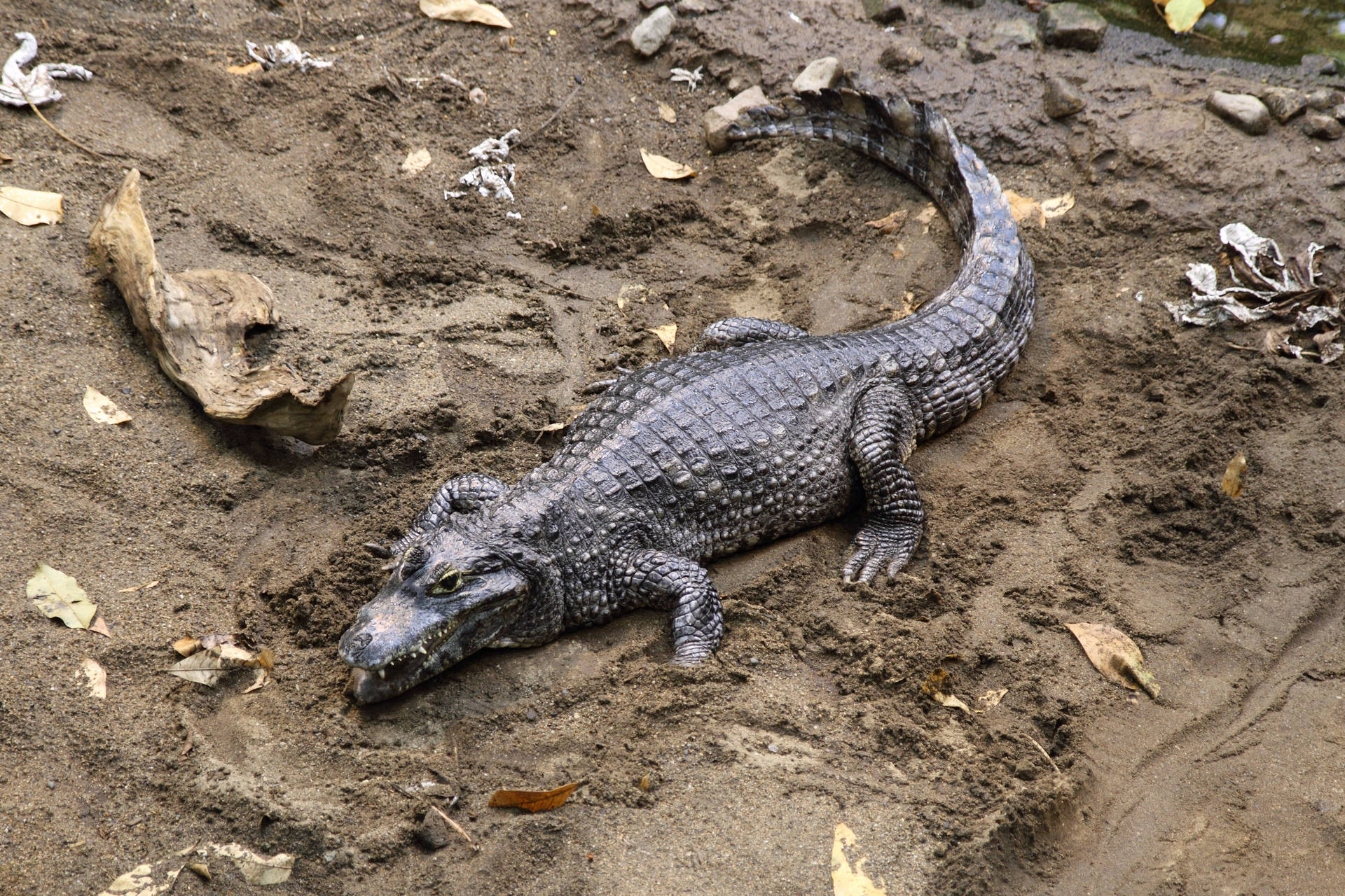 Slumped Caiman On Mud Background