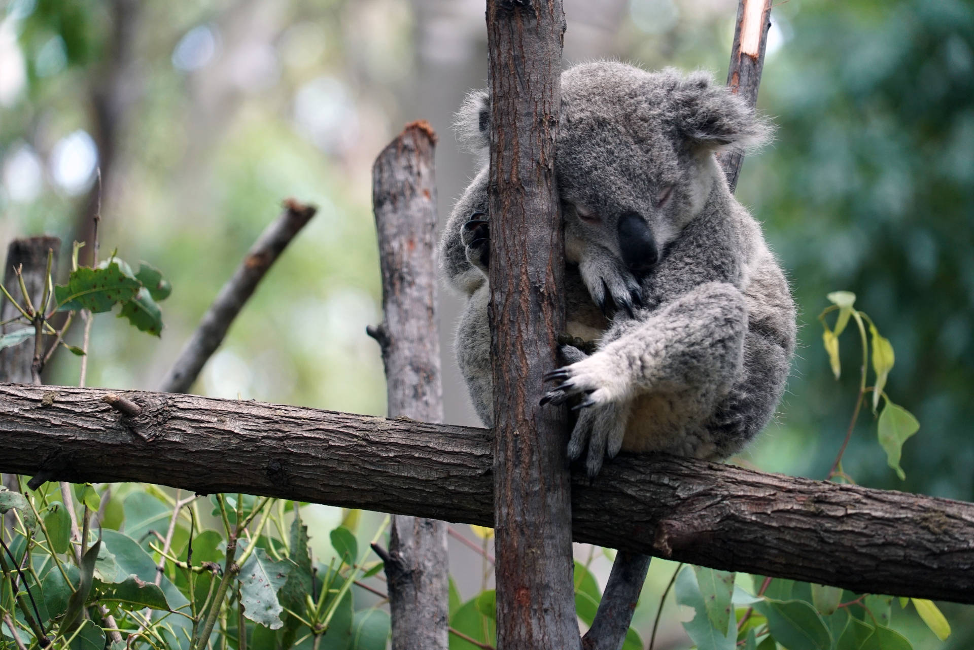 Slumped Koala Bear Background