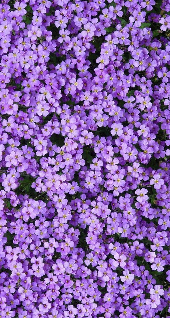 Small Aesthetic Purple Flower Background