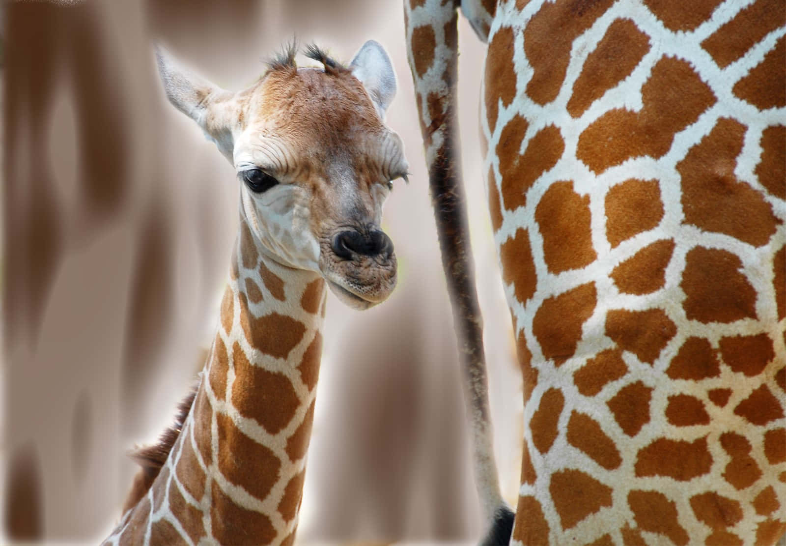 Small And Cute Baby Giraffe Background
