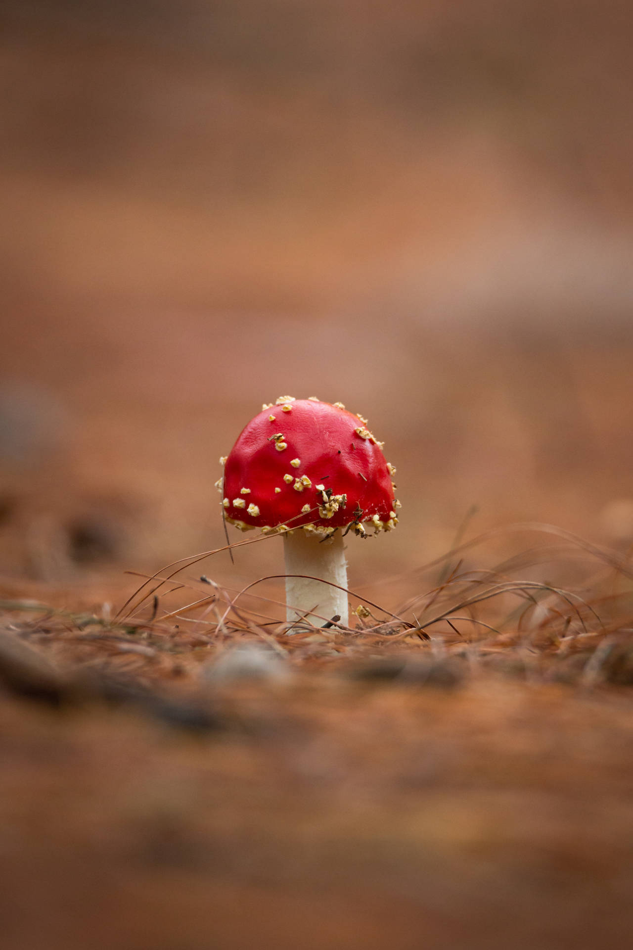 Small And Cute Fly Agaric Mushroom Background