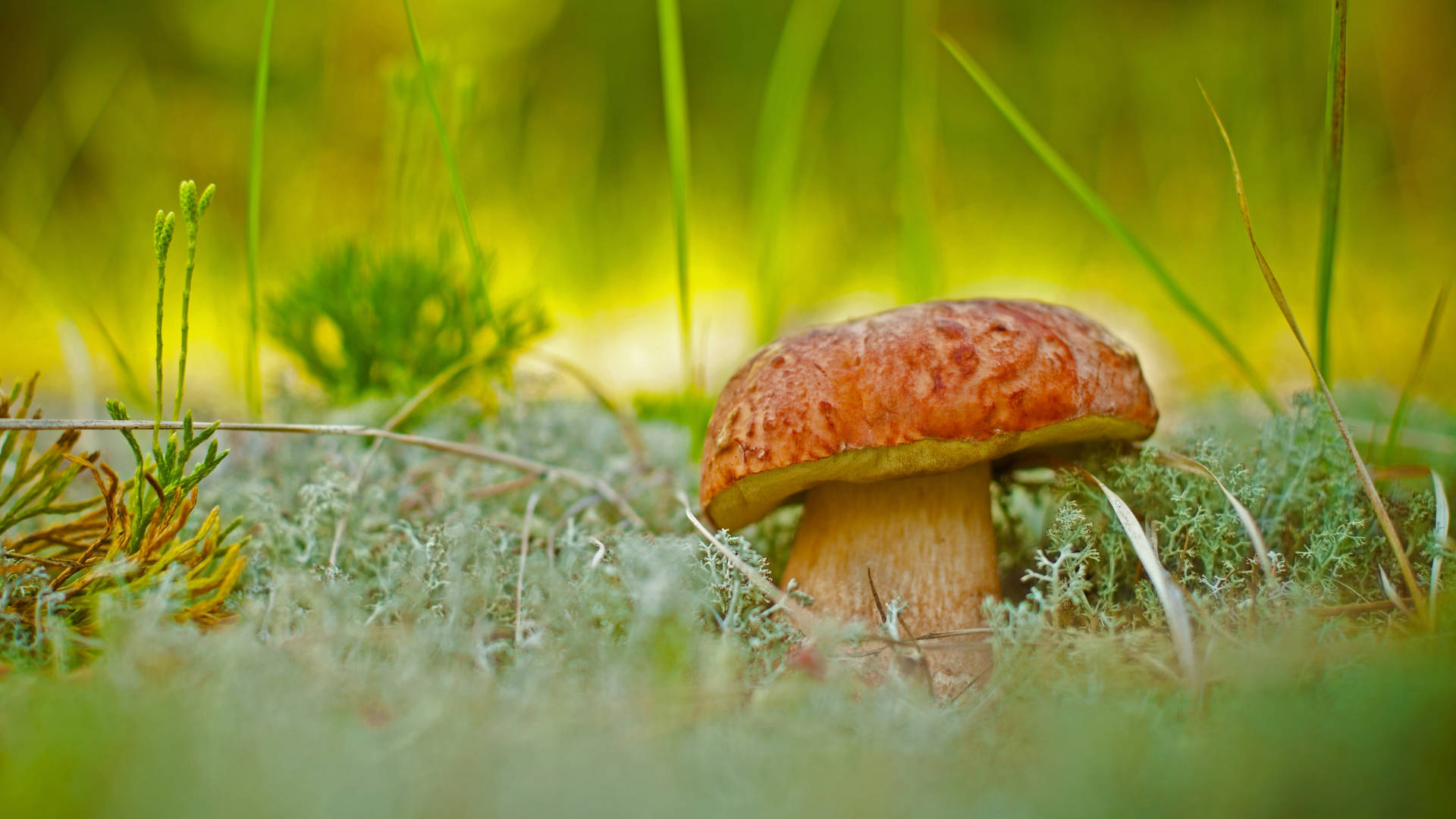 Small And Cute Penny Bun Mushroom Background