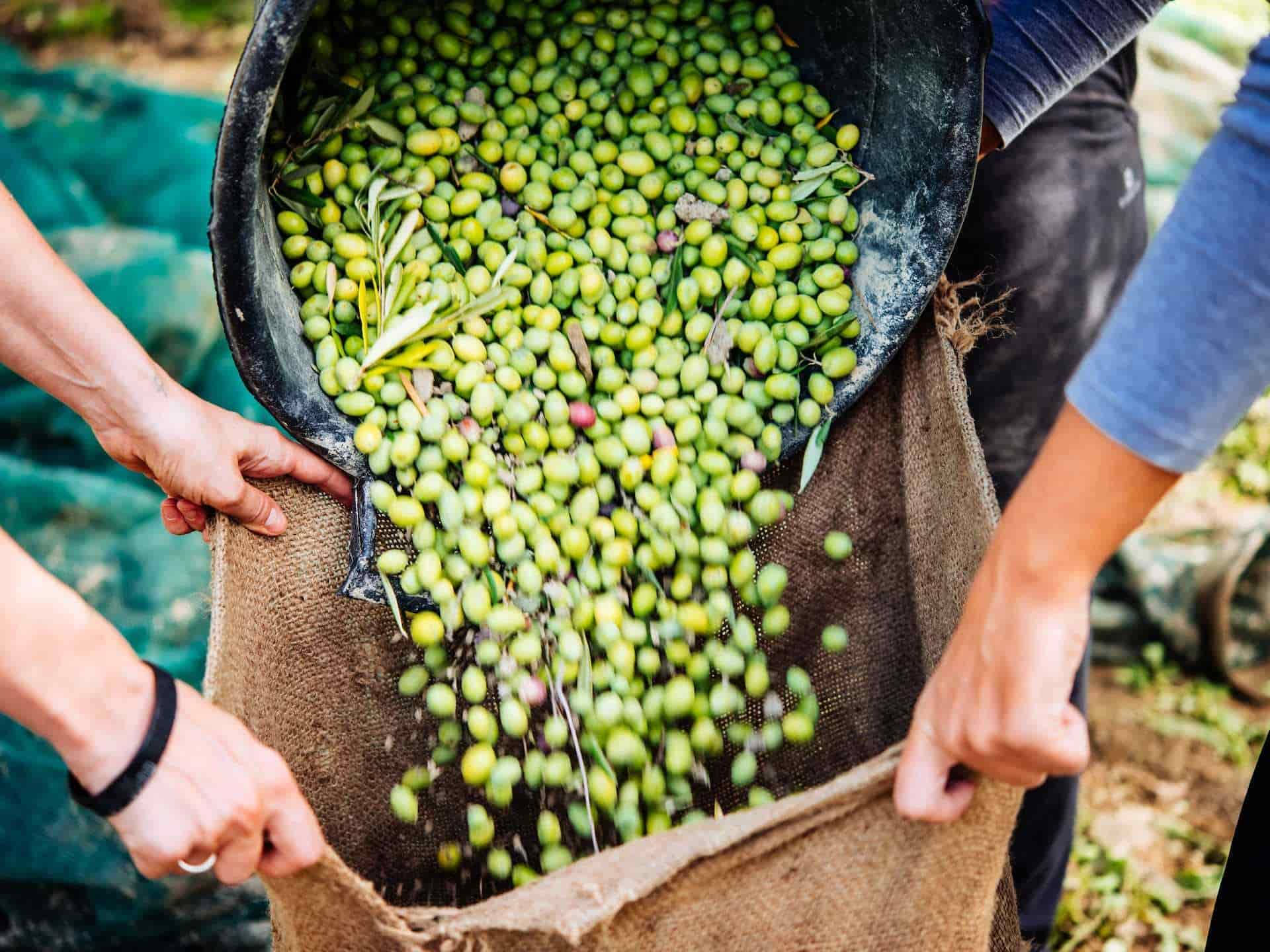 Small And Elongated Olive Background