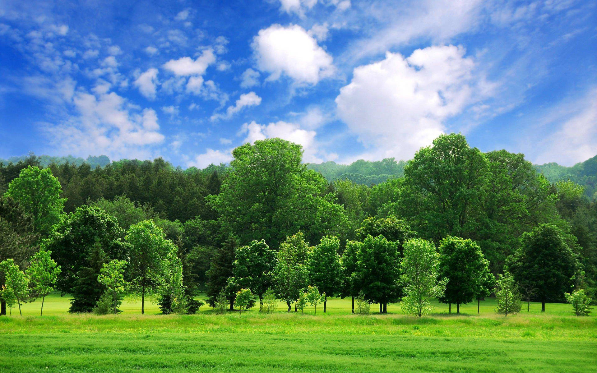 Small And Huge Green Trees Background