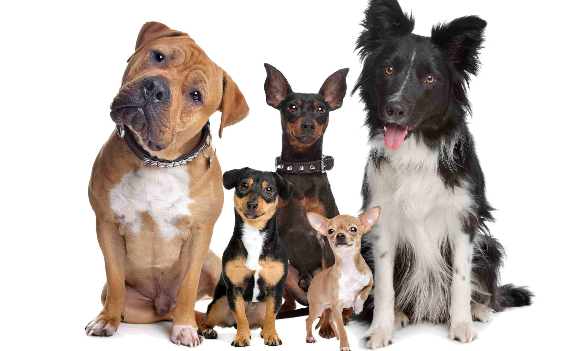 Small And Medium Dog Breeds