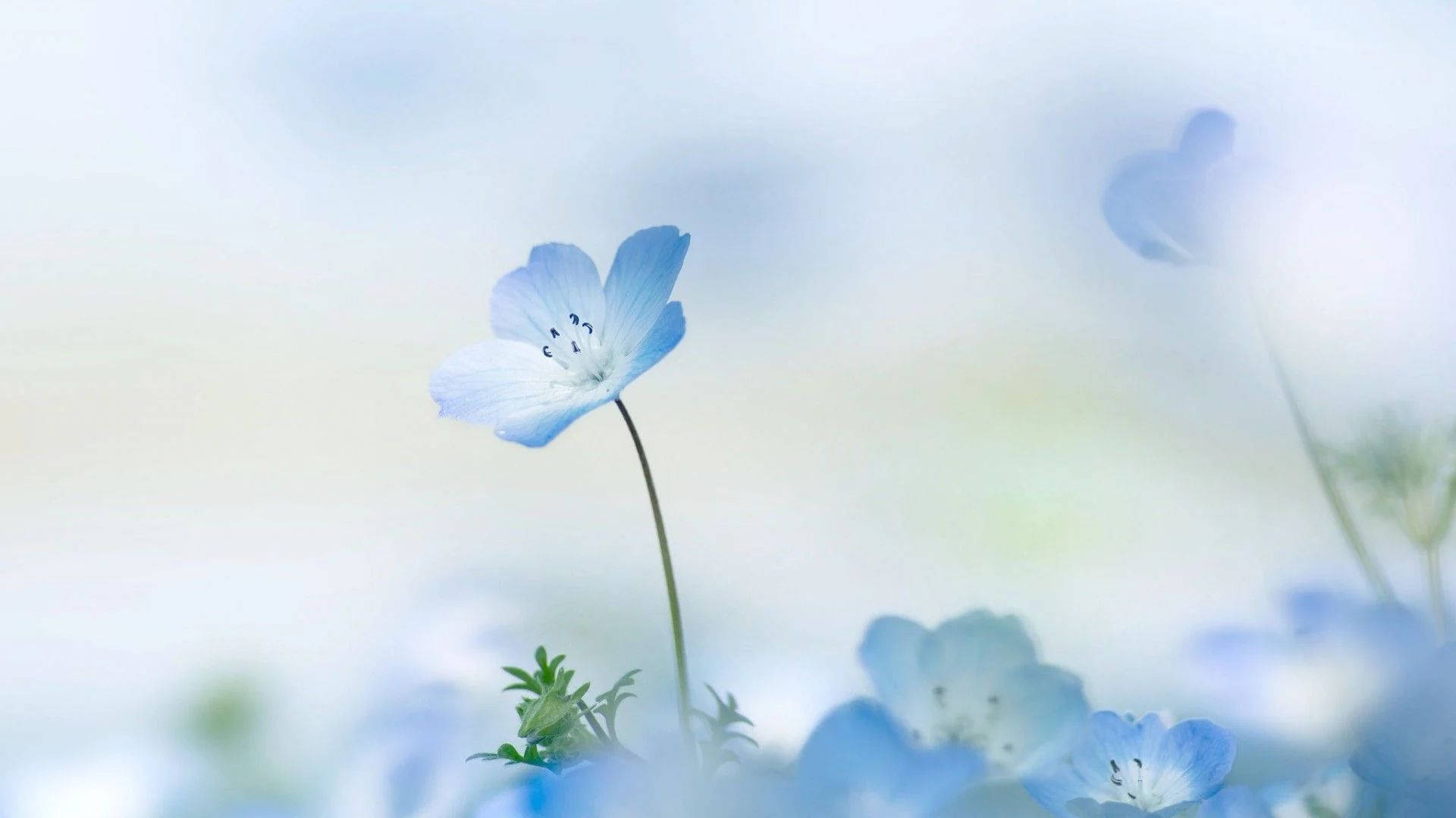Small Baby Blue Flowers Background