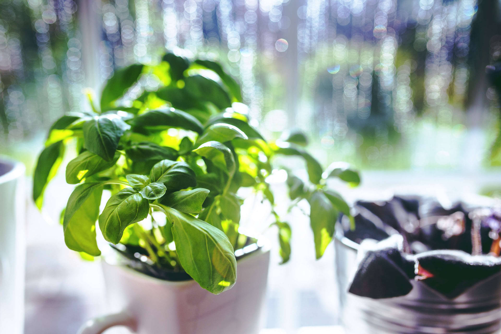 Small Basil Herb Plant On A White Ceramic Background