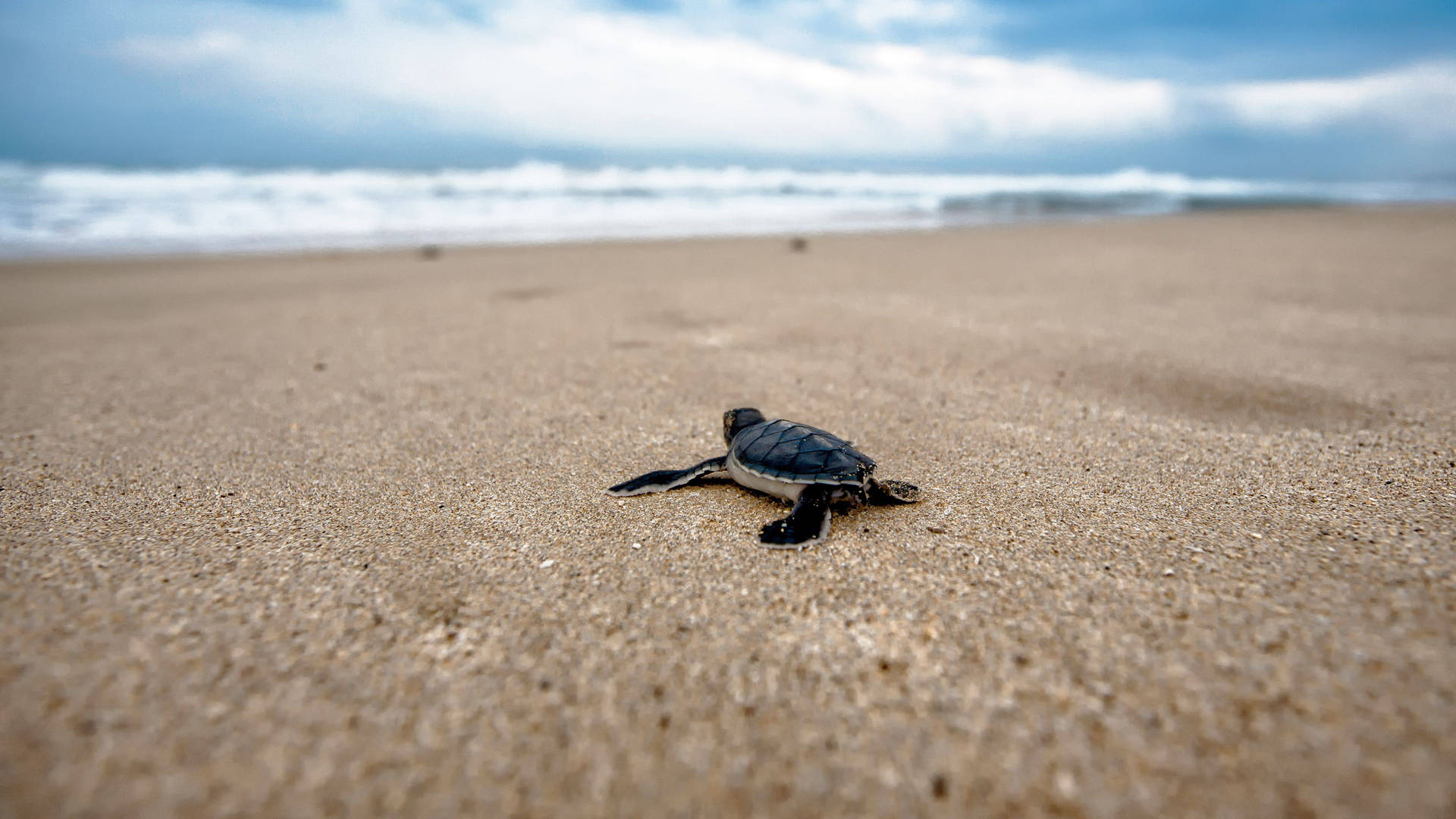 Small Black Cute Turtle On Seashore Background
