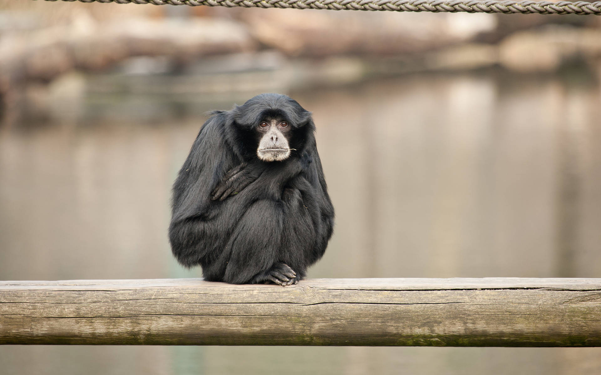 Small Black Gibbon Crouching Background
