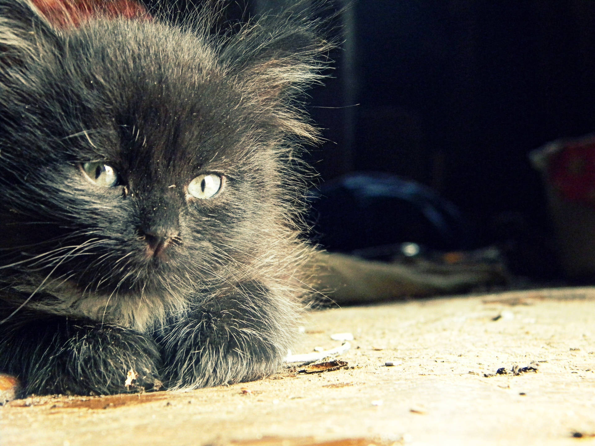 Small Black Kitten Background
