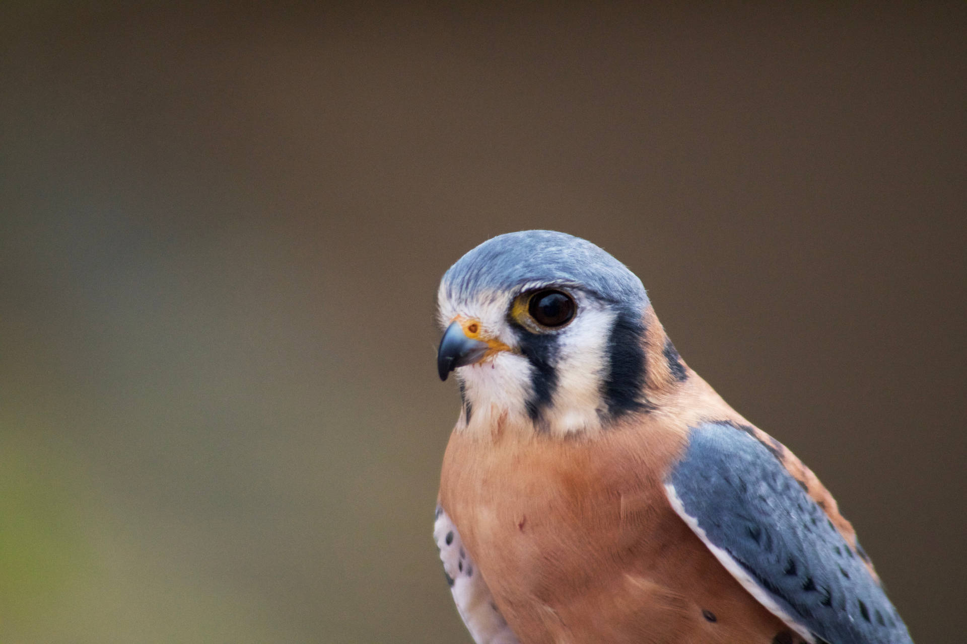 Small Blue Amur Falcon Background