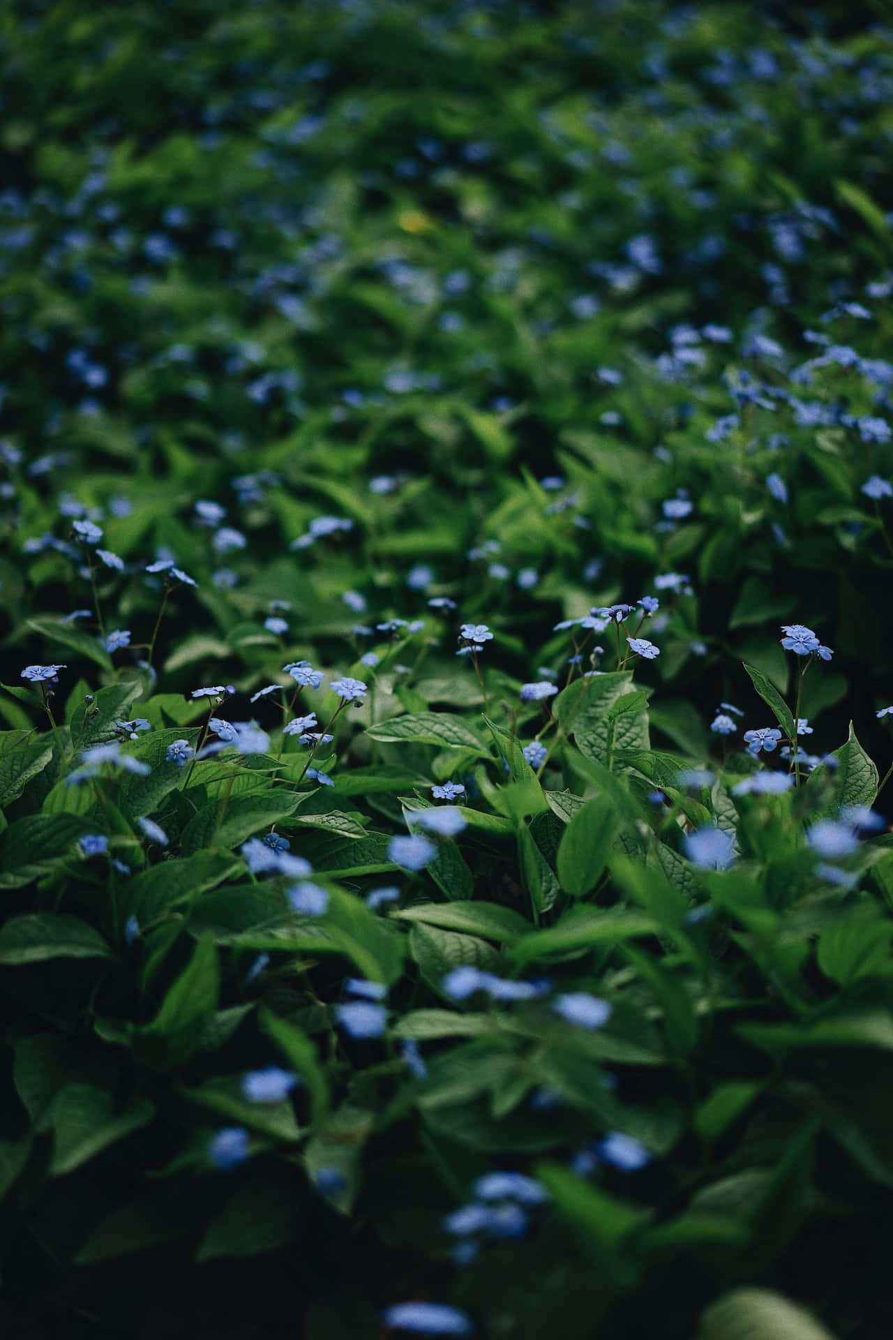 Small Blue Flowers Phone Background