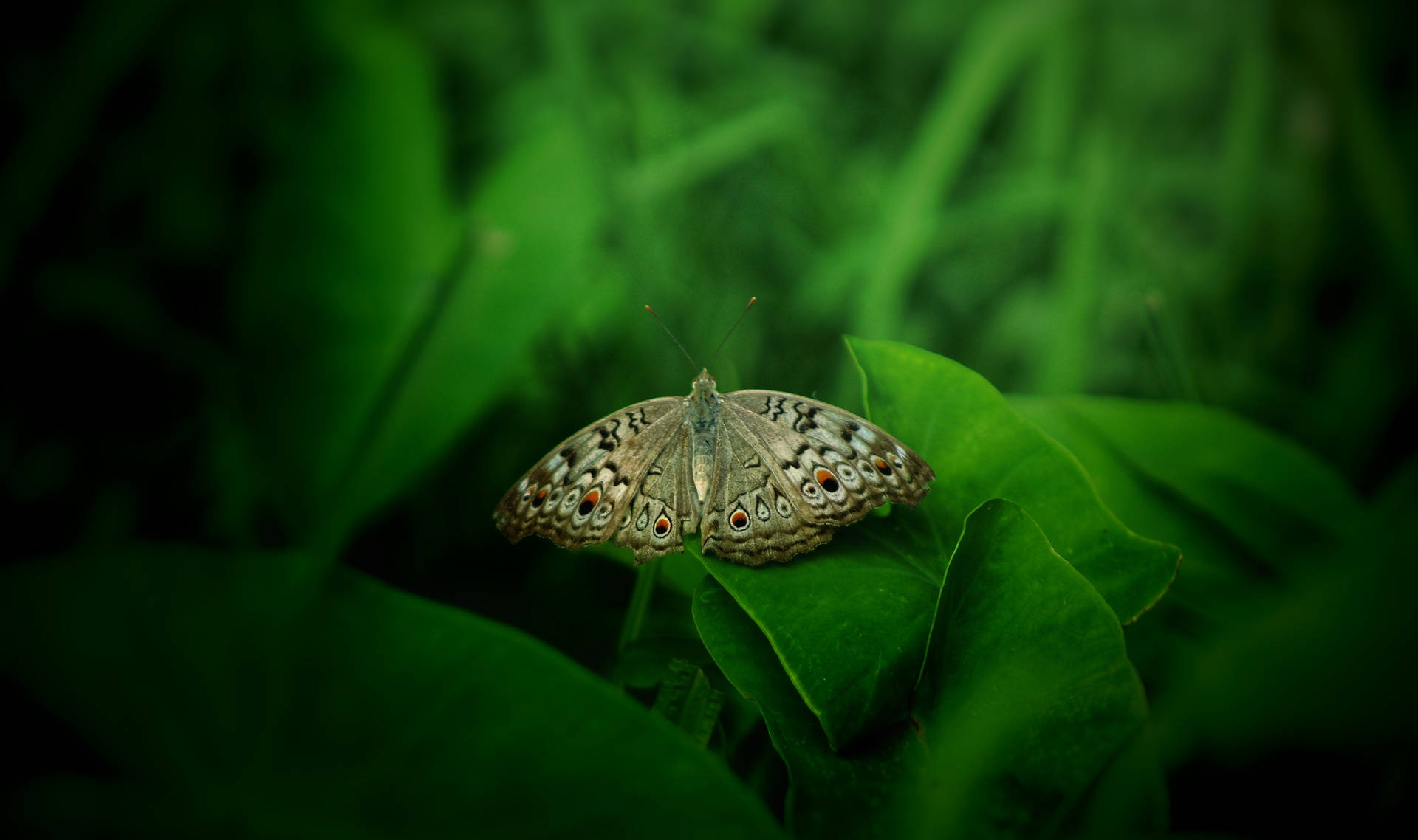 Small Brown Aesthetic Butterly