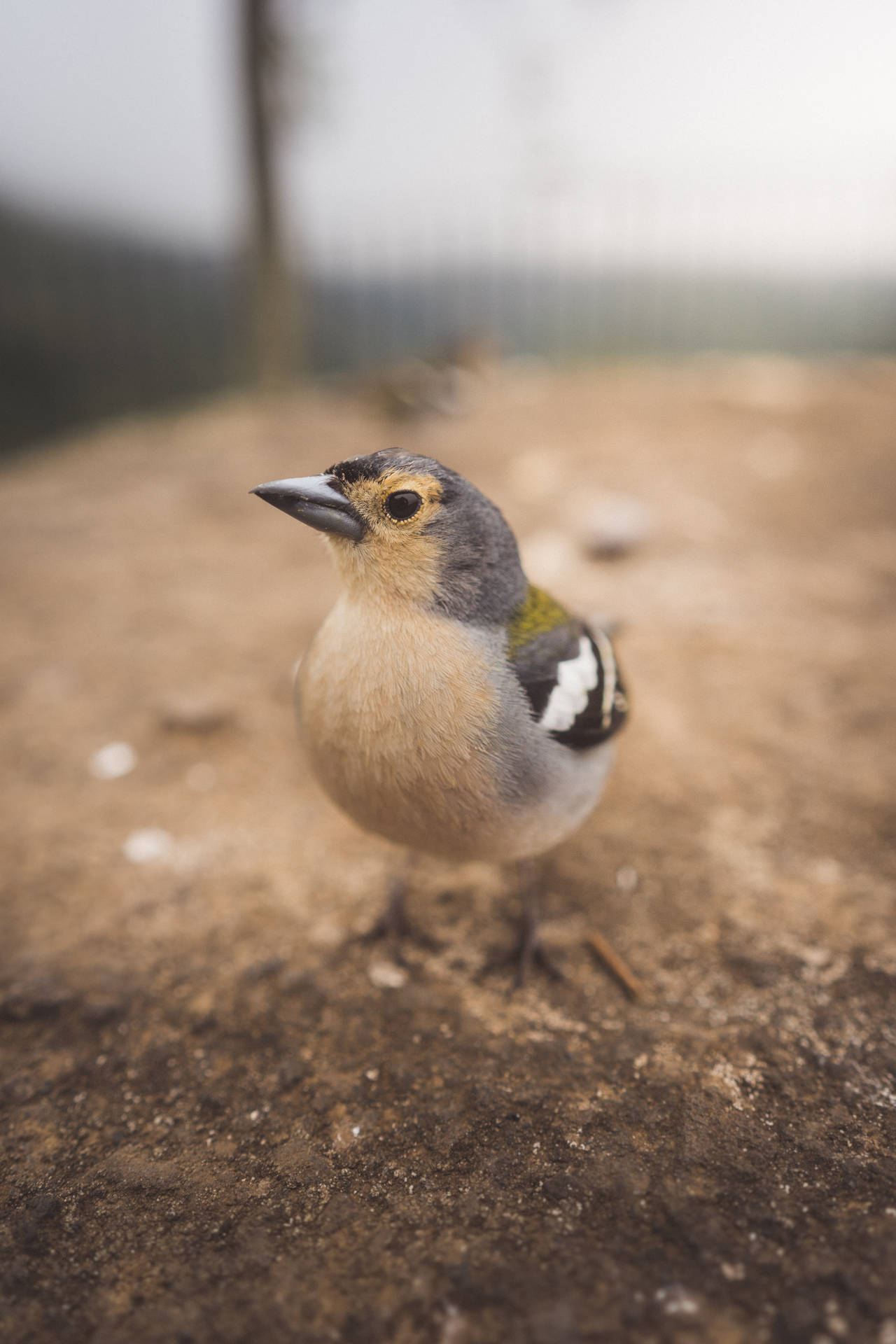 Small Brown Beautiful Birds Background