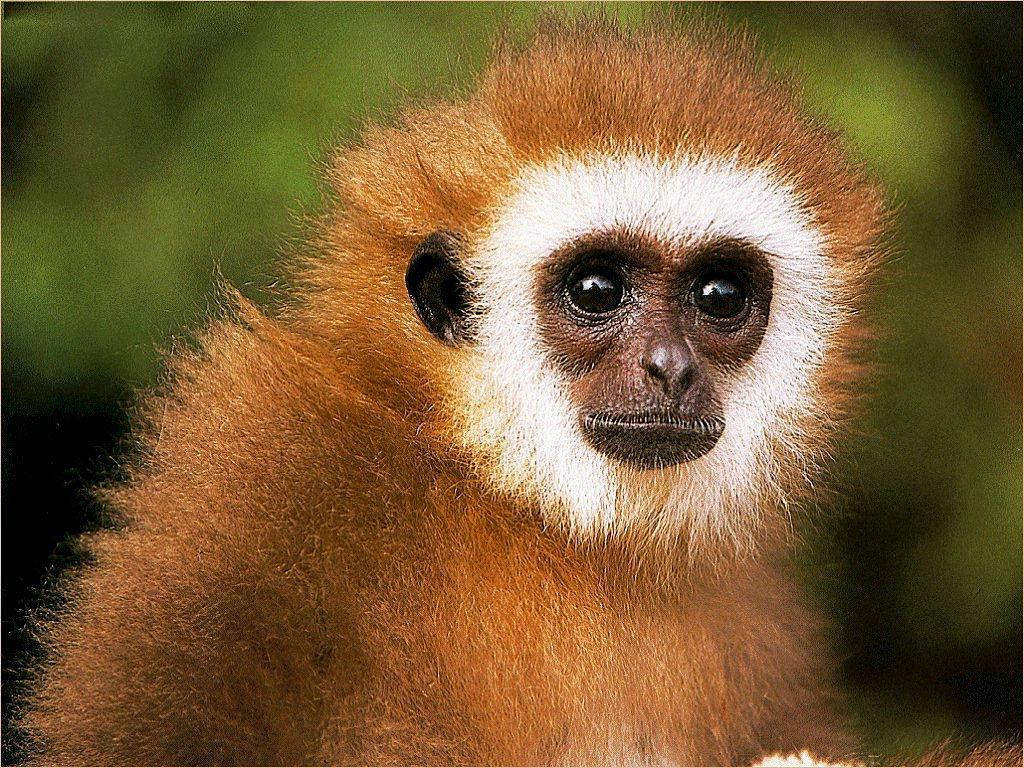 Small Brown Gibbon Background