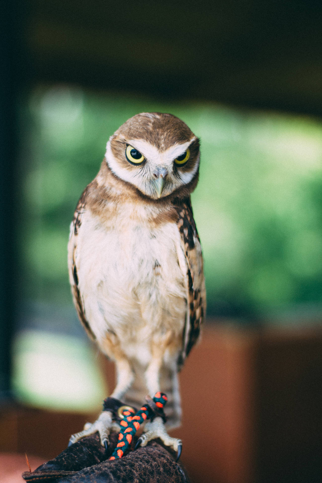 Small Brown Owl Beautiful Birds Background