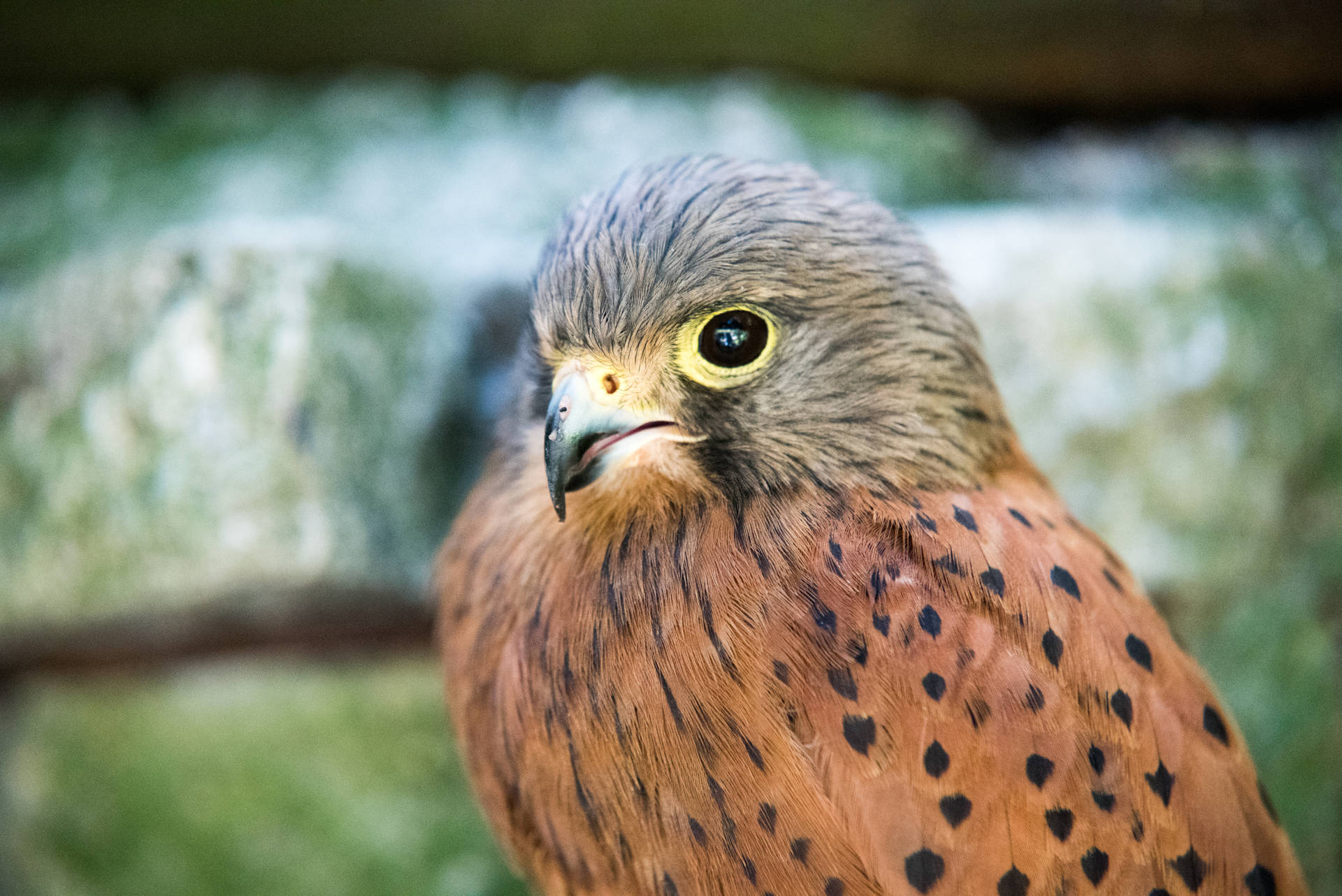 Small Brown Red Falcon Background