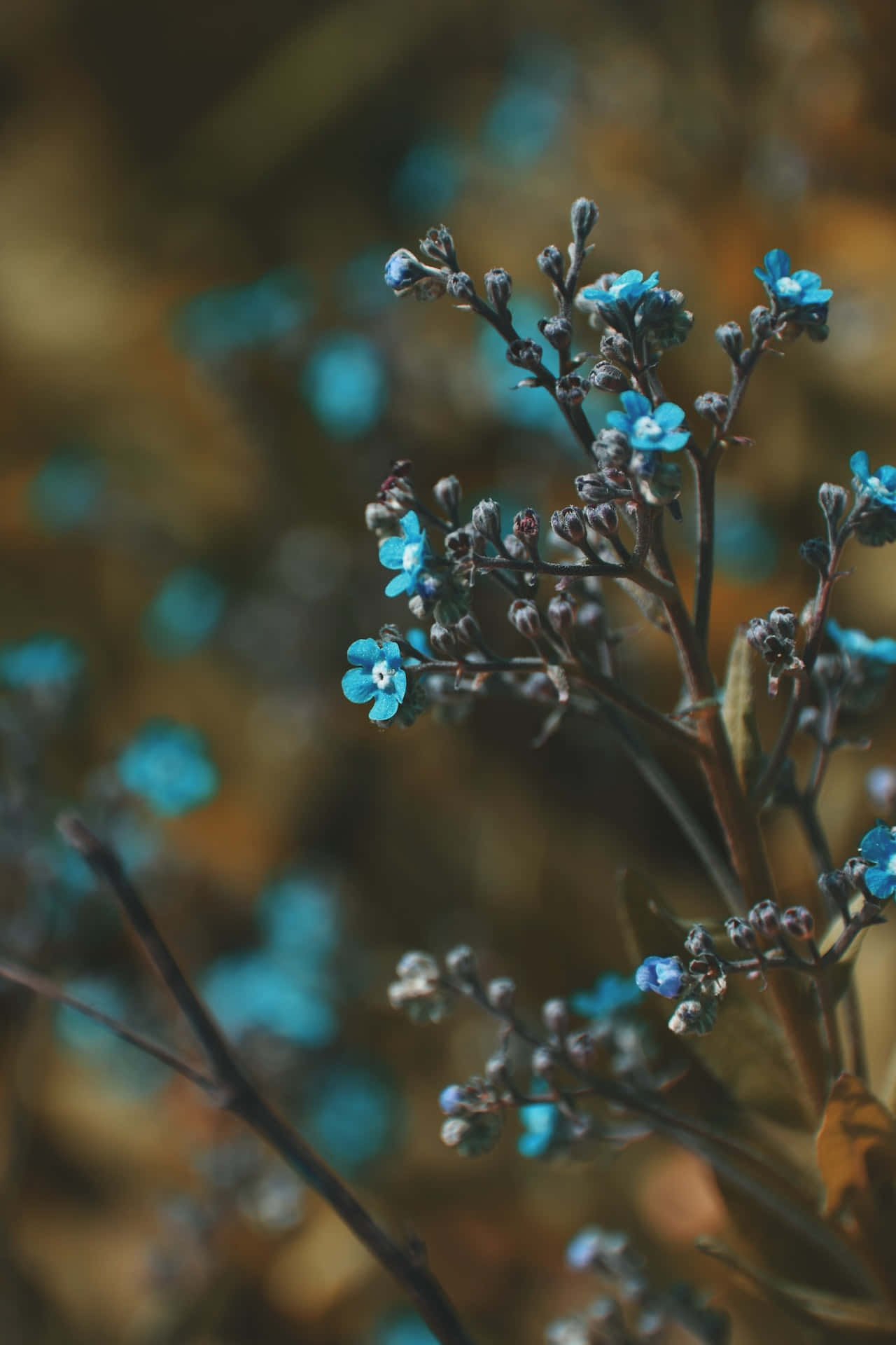 Small Buds Blue Flowers Phone Background