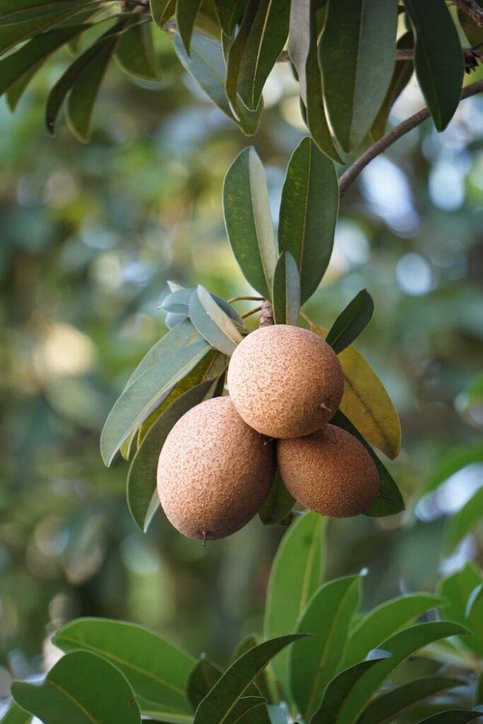 Small Bunch Of Delectable Sapodilla Fruits Background