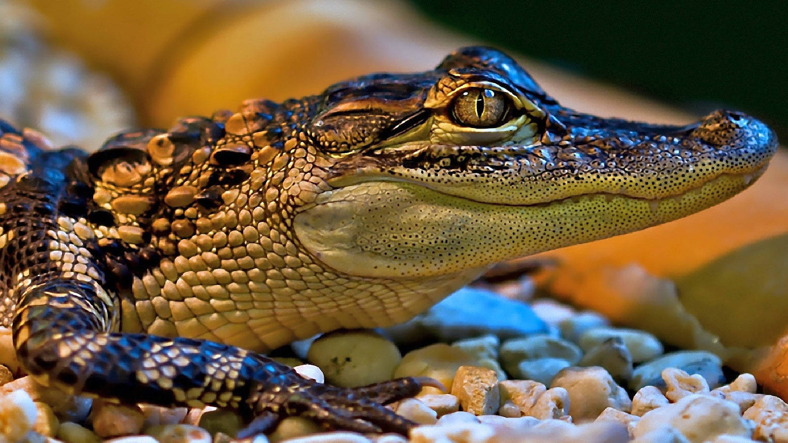 Small Caiman On Pebbles Background