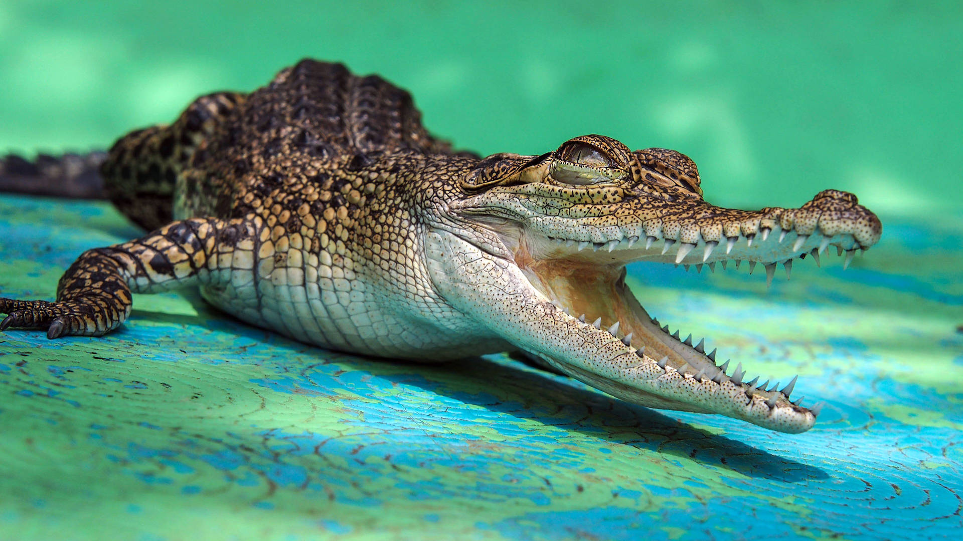 Small Caiman With Open Mouth