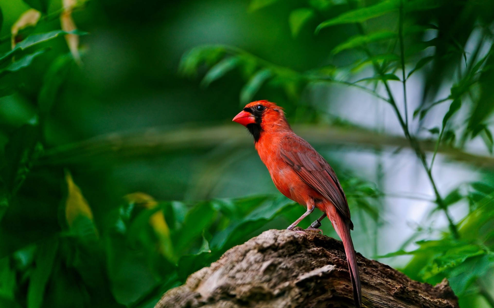 Small Cardinal Background