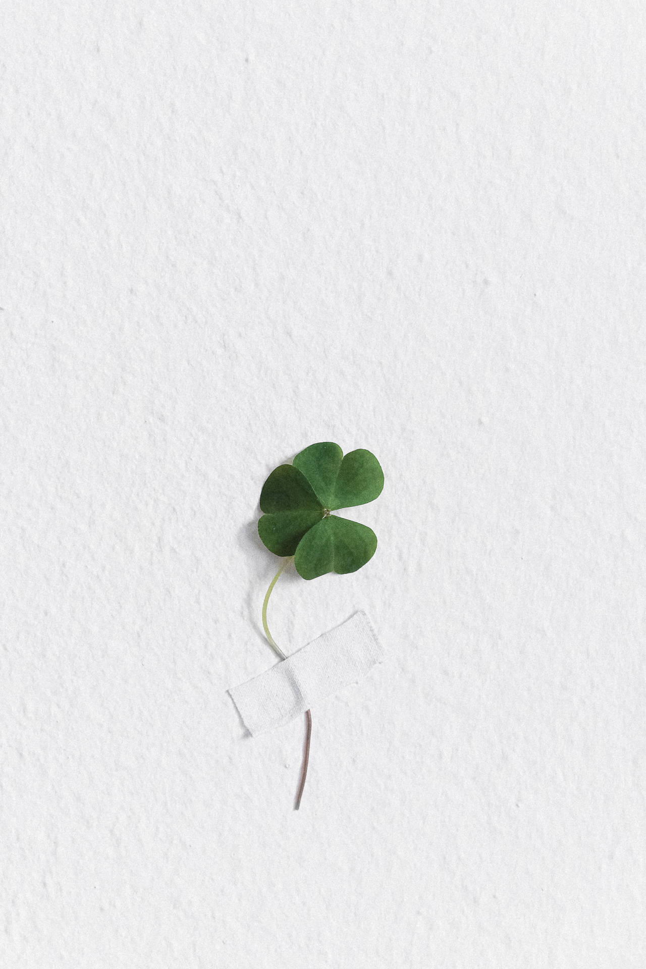 Small Clover On White Background