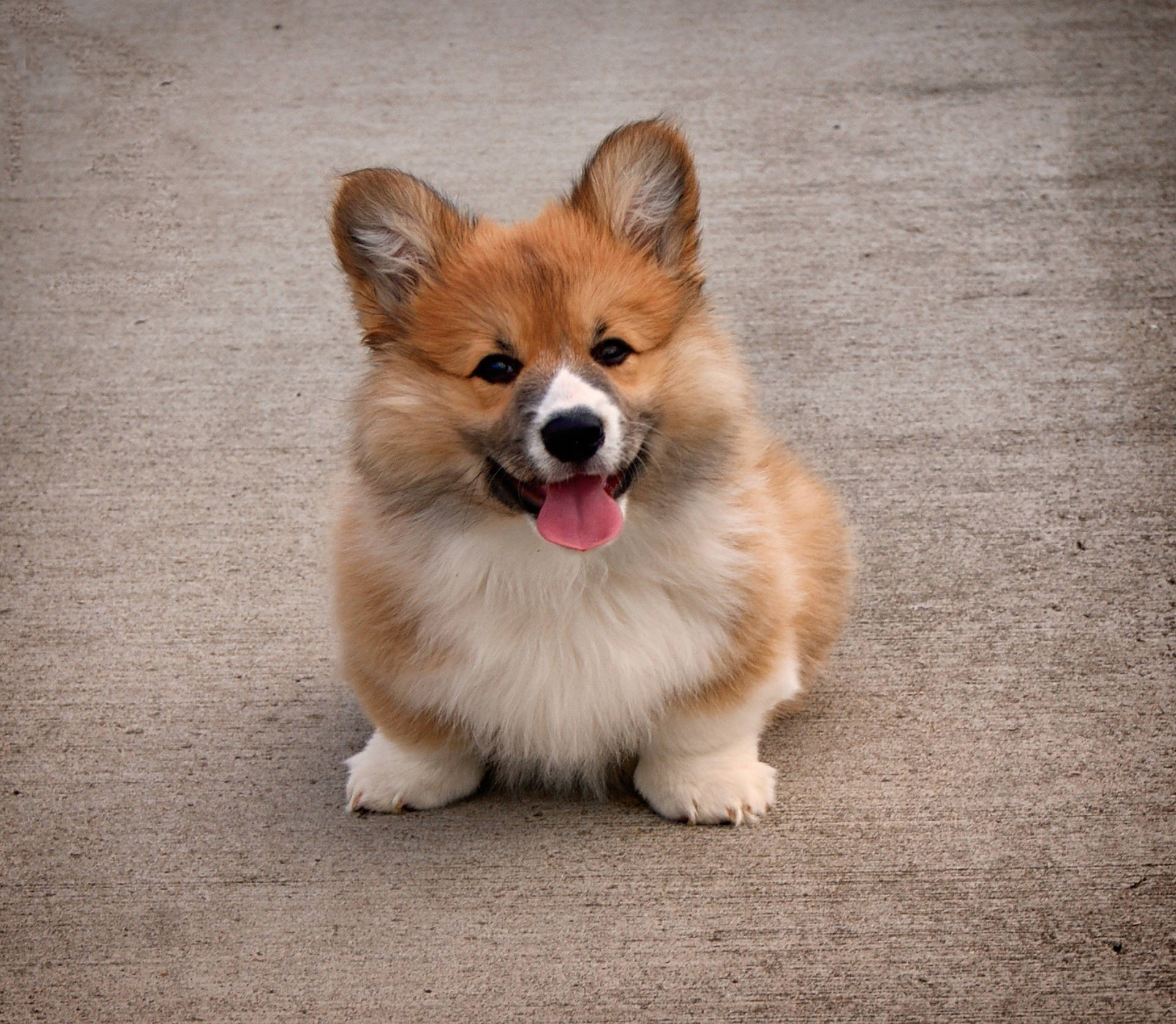 Small Corgi Brown Cute Puppy Background