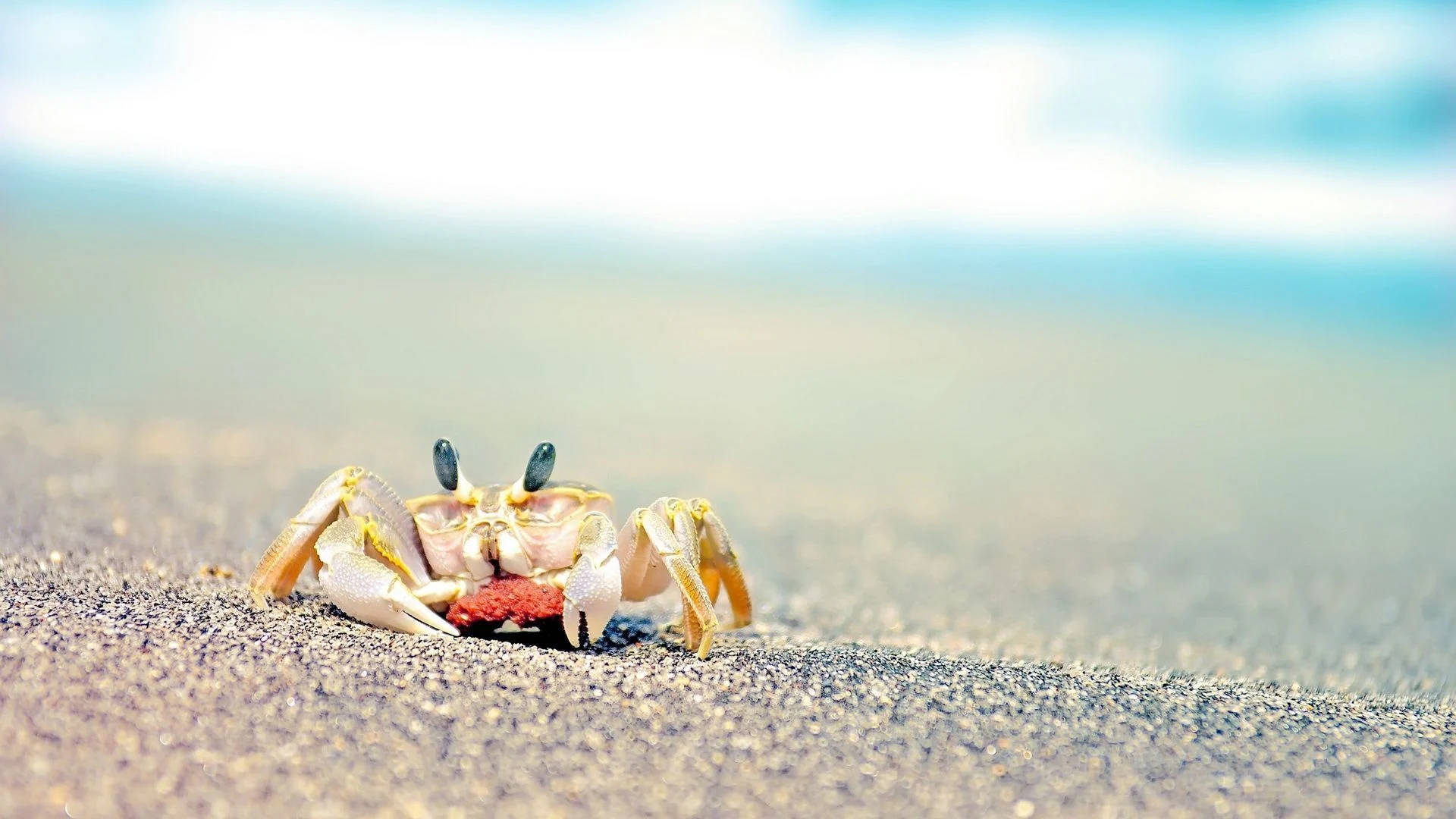 Small Crab In Beach Sand Background