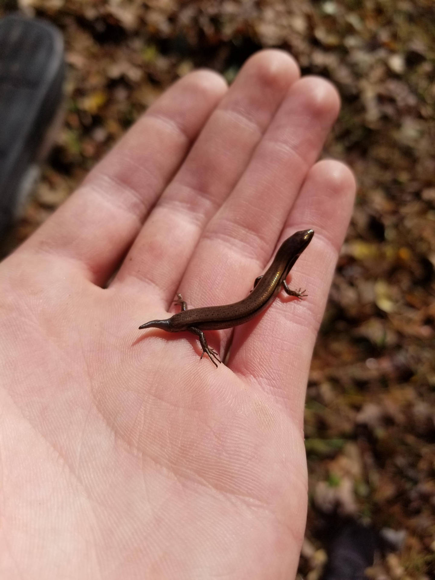 Small Cute Brown Ground Skink