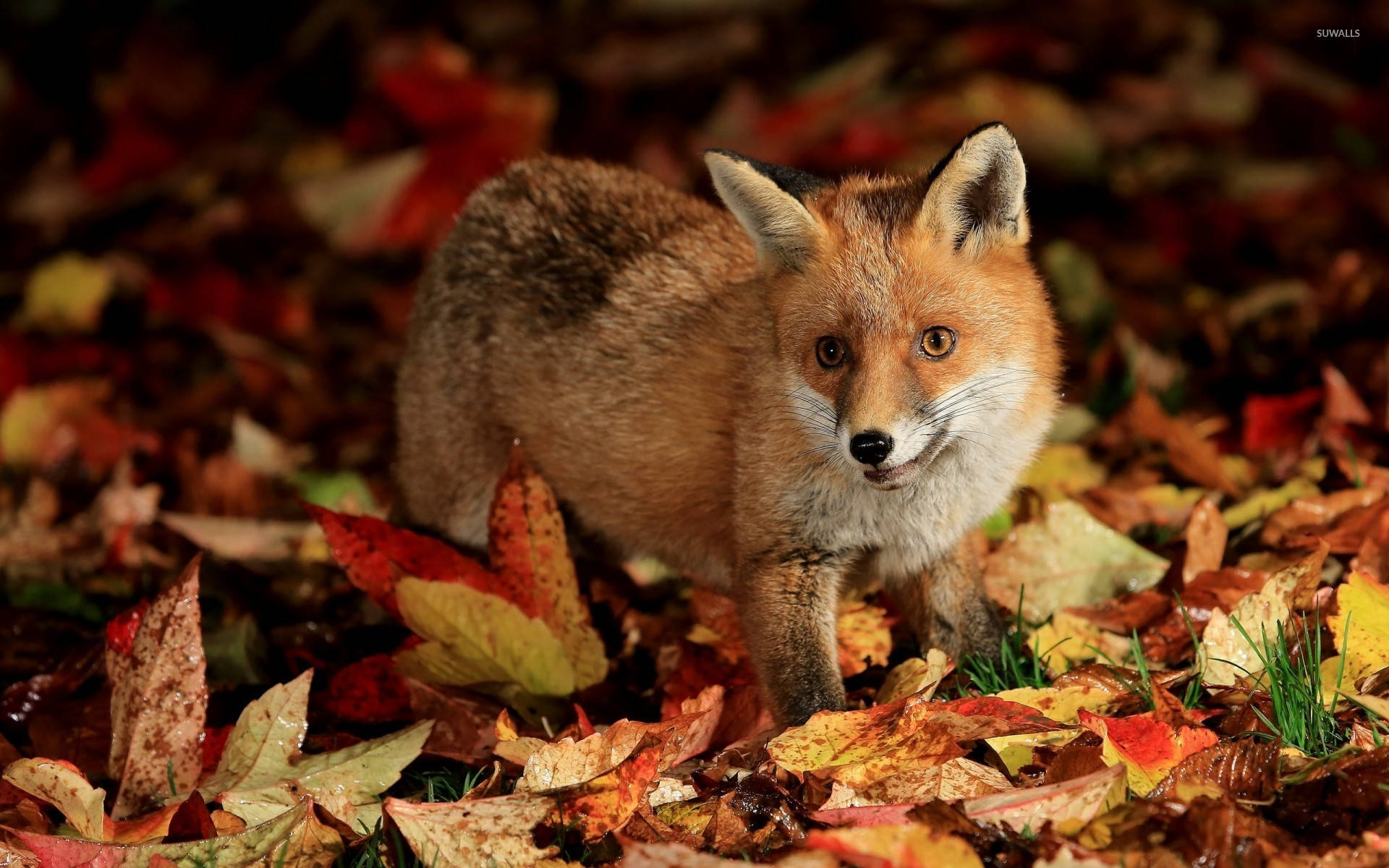 Small Cute Fox