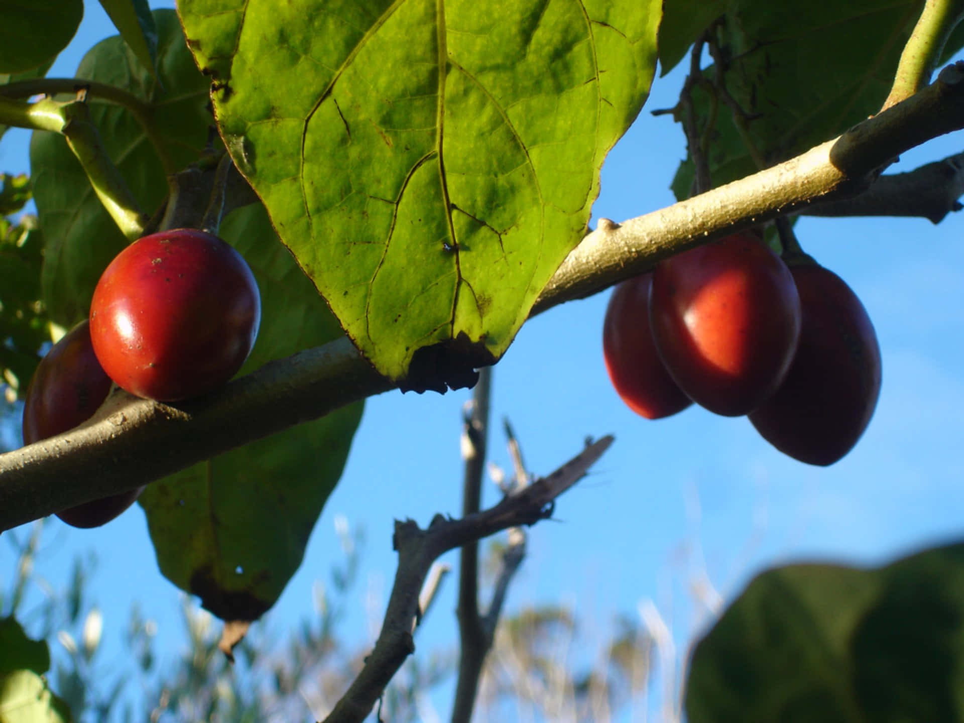 Small Delectable Tropical Tamarillo Fruit Background