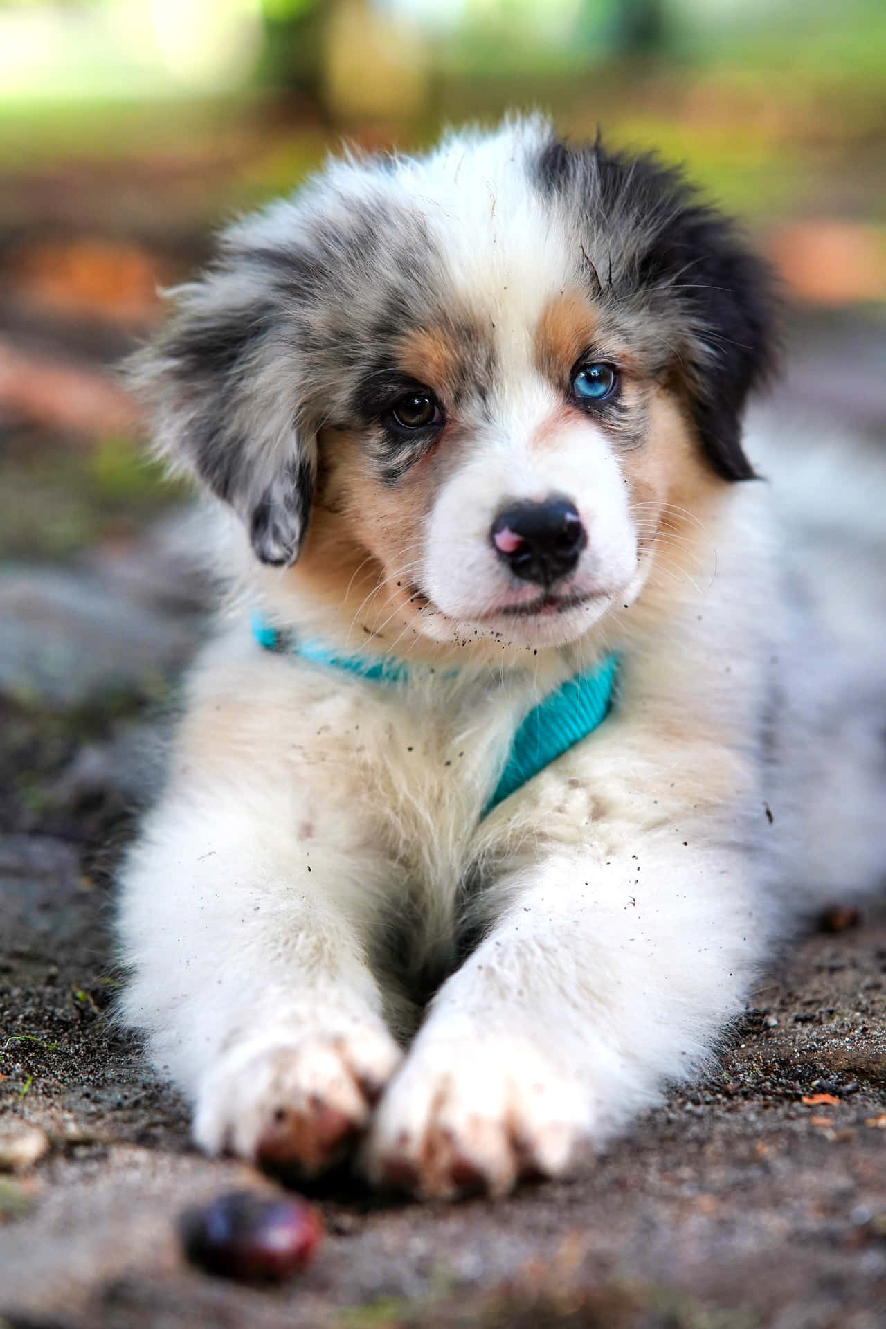 Small Dog Australian Shepherd Bokeh Angle Shot Background